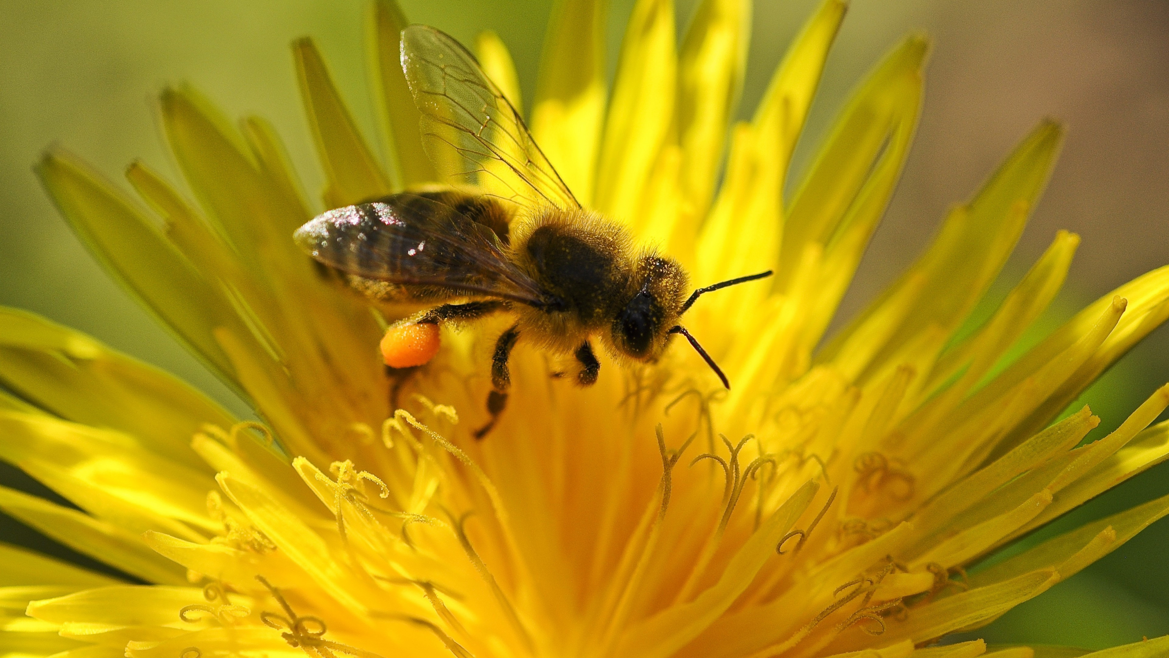 Pollination, Bees Wallpaper, 3840x2160 4K Desktop