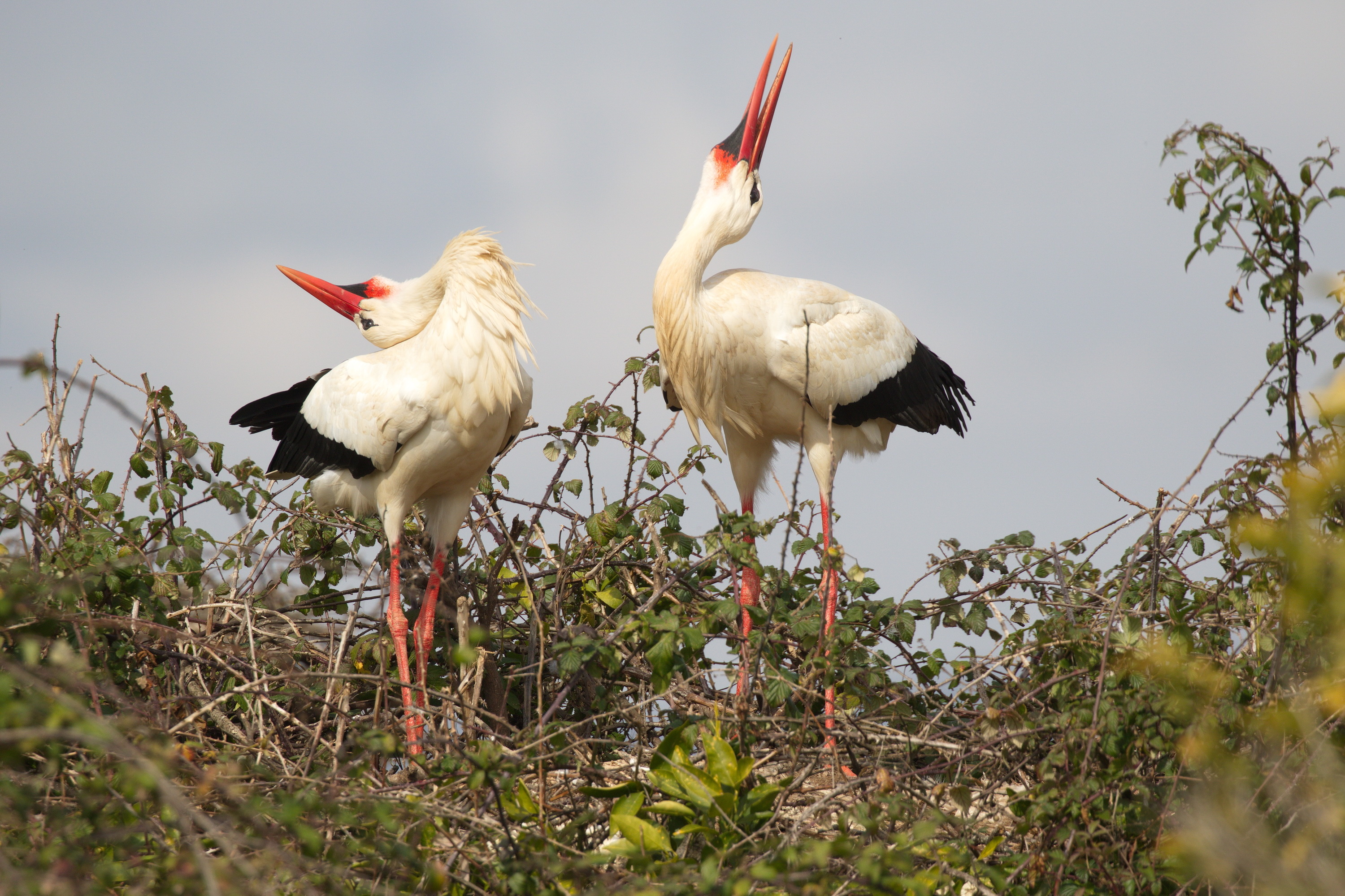 White stork in motion, Striking visuals, In-flight photography, Dynamic bird, 3000x2000 HD Desktop