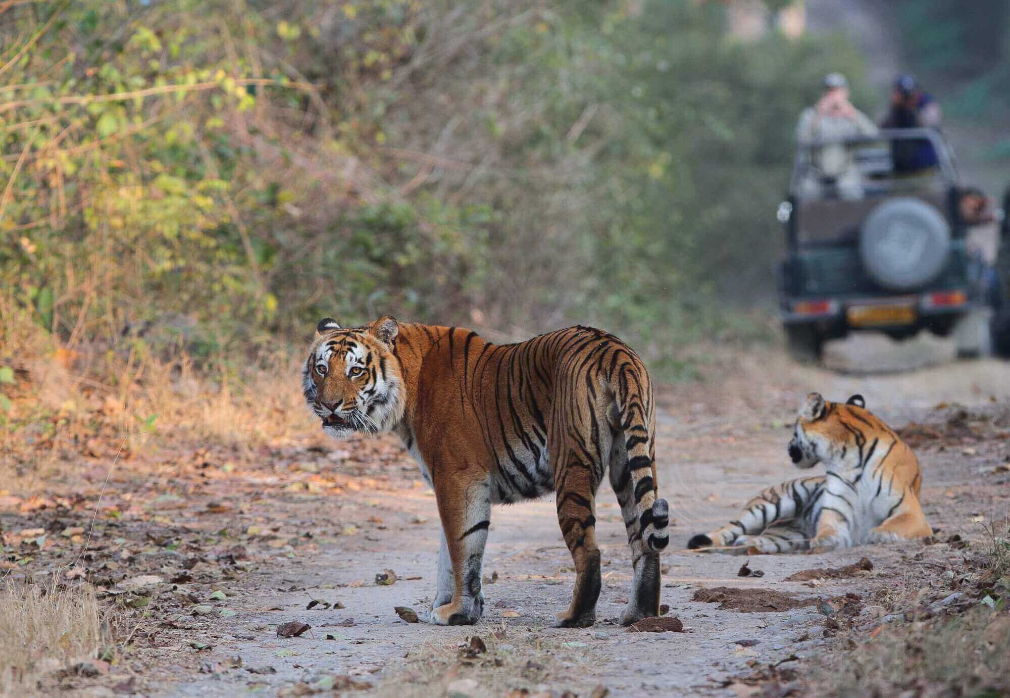 Jim Corbett National Park, Nature's sanctuary, Wildlife conservation, Adventure getaway, 2000x1390 HD Desktop