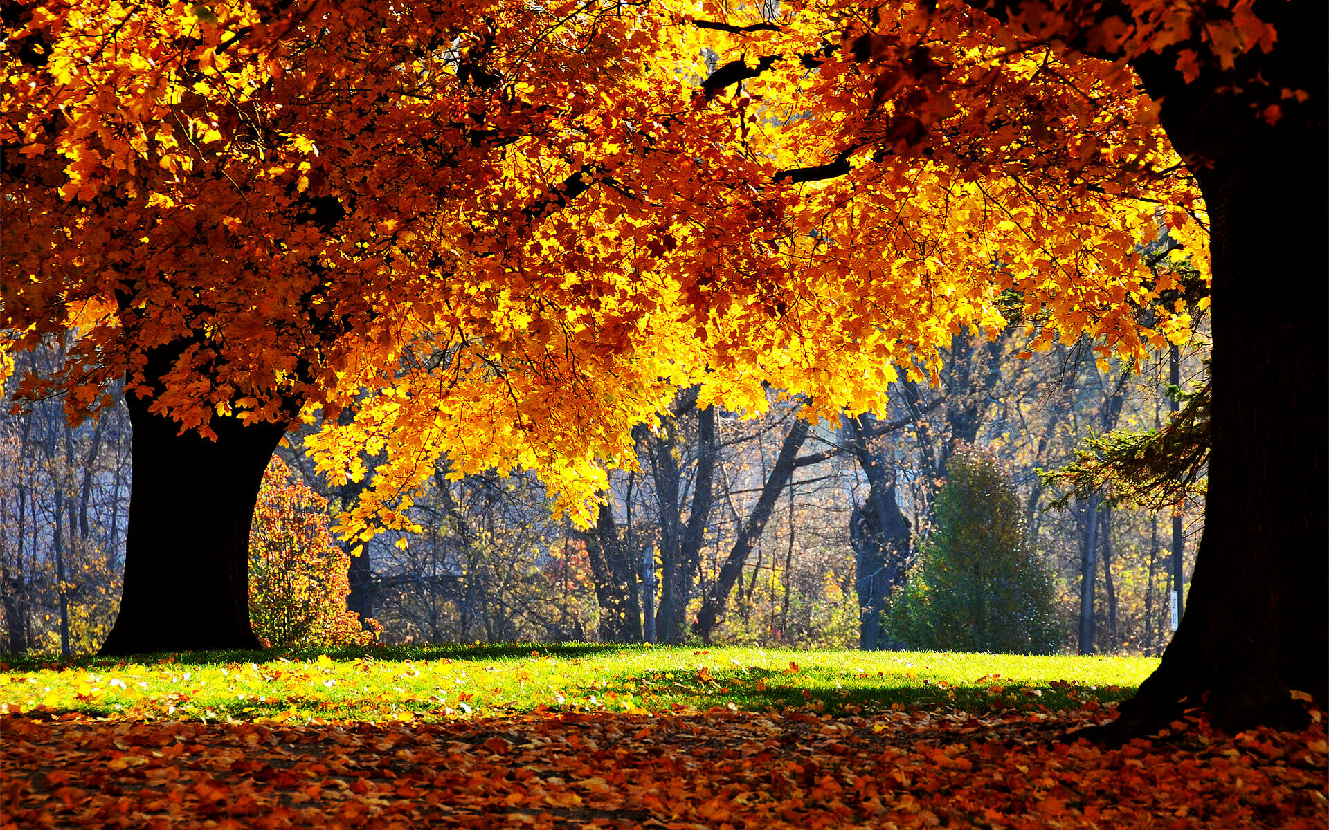 Autumn vibes, Nature's transformation, Seasonal wallpapers, Earth's beauty, 1920x1200 HD Desktop