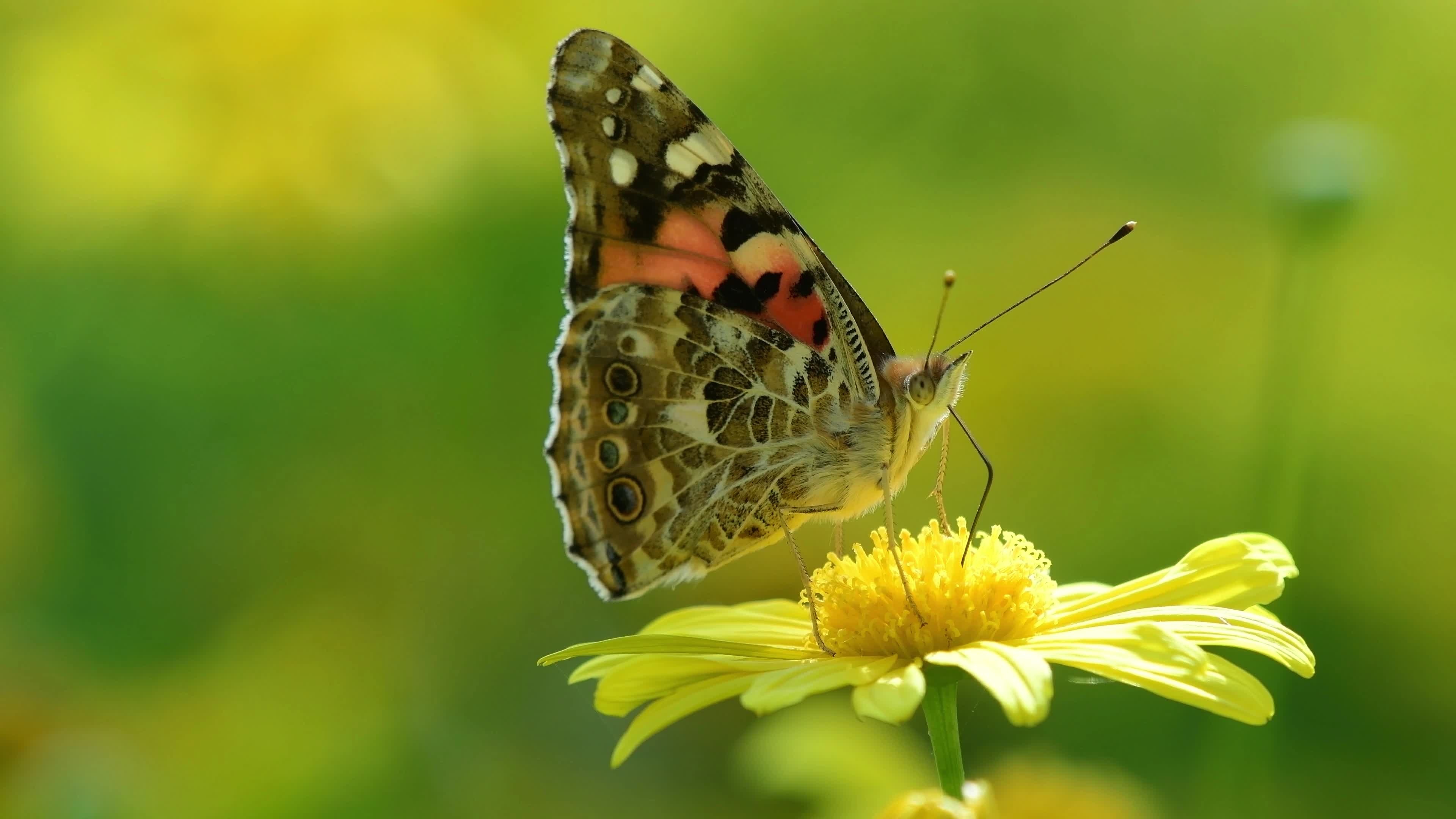 Butterfly, Insects Wallpaper, 3840x2160 4K Desktop