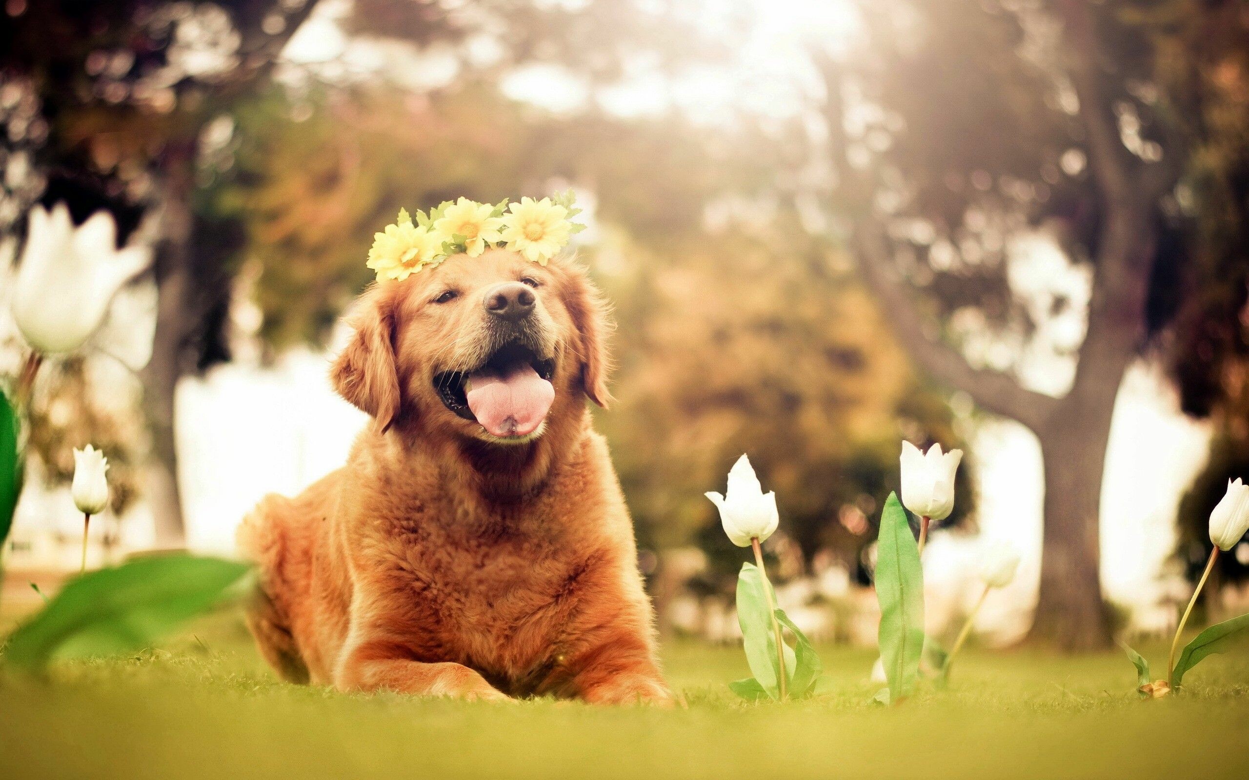 Dog, vibrant springtime, joyful dogs, nature, 2560x1600 HD Desktop