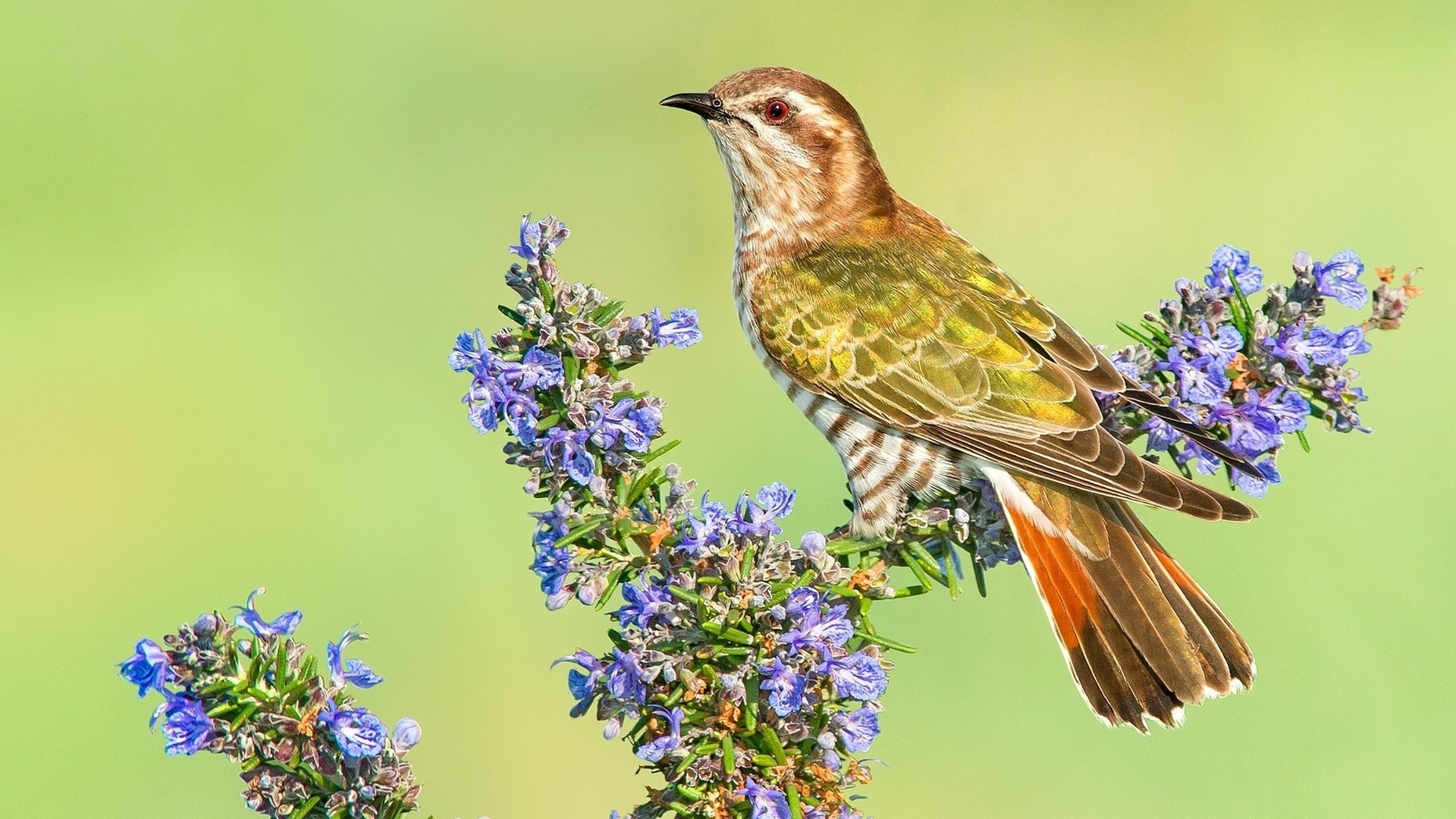 Graphic cuckoo wallpapers, Artistic avian, Nature-inspired, Aesthetic delight, 1920x1080 Full HD Desktop