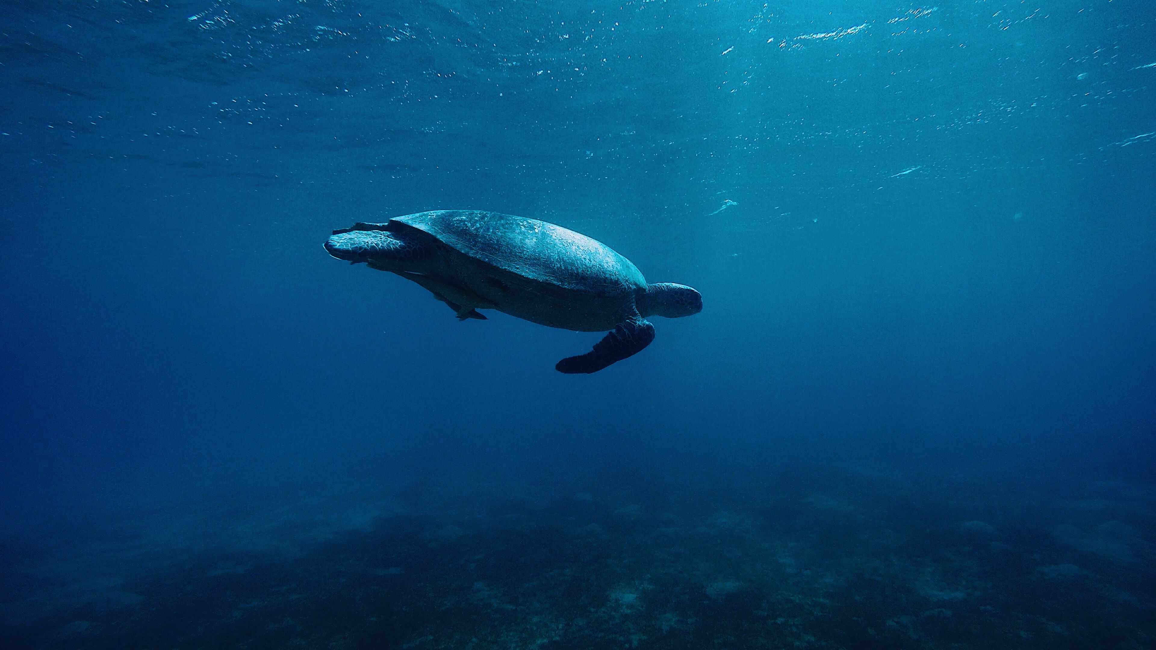 Turtle underwater, HD animals 4K, Sea turtle, 3840x2160 4K Desktop