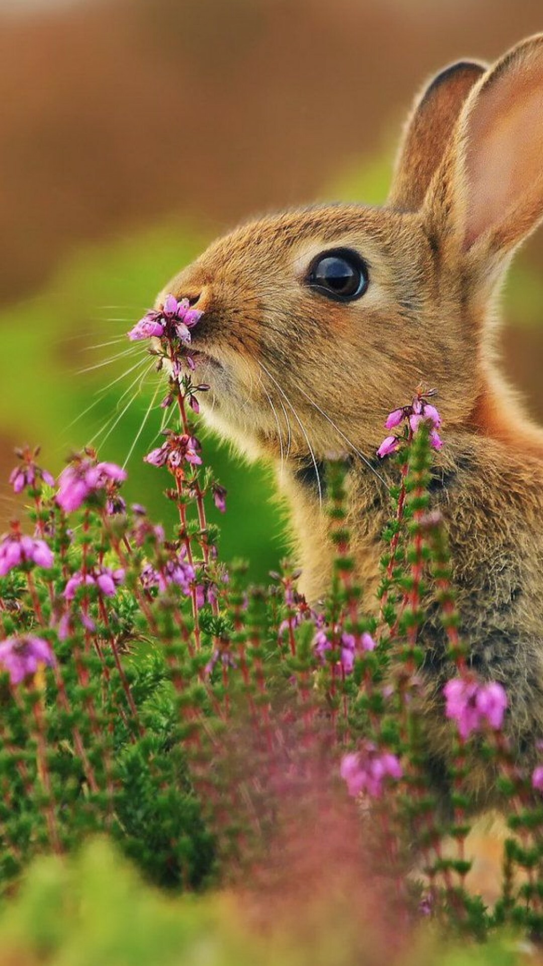 Rabbit, Cute animals, Flowers, 4K, 1080x1920 Full HD Phone