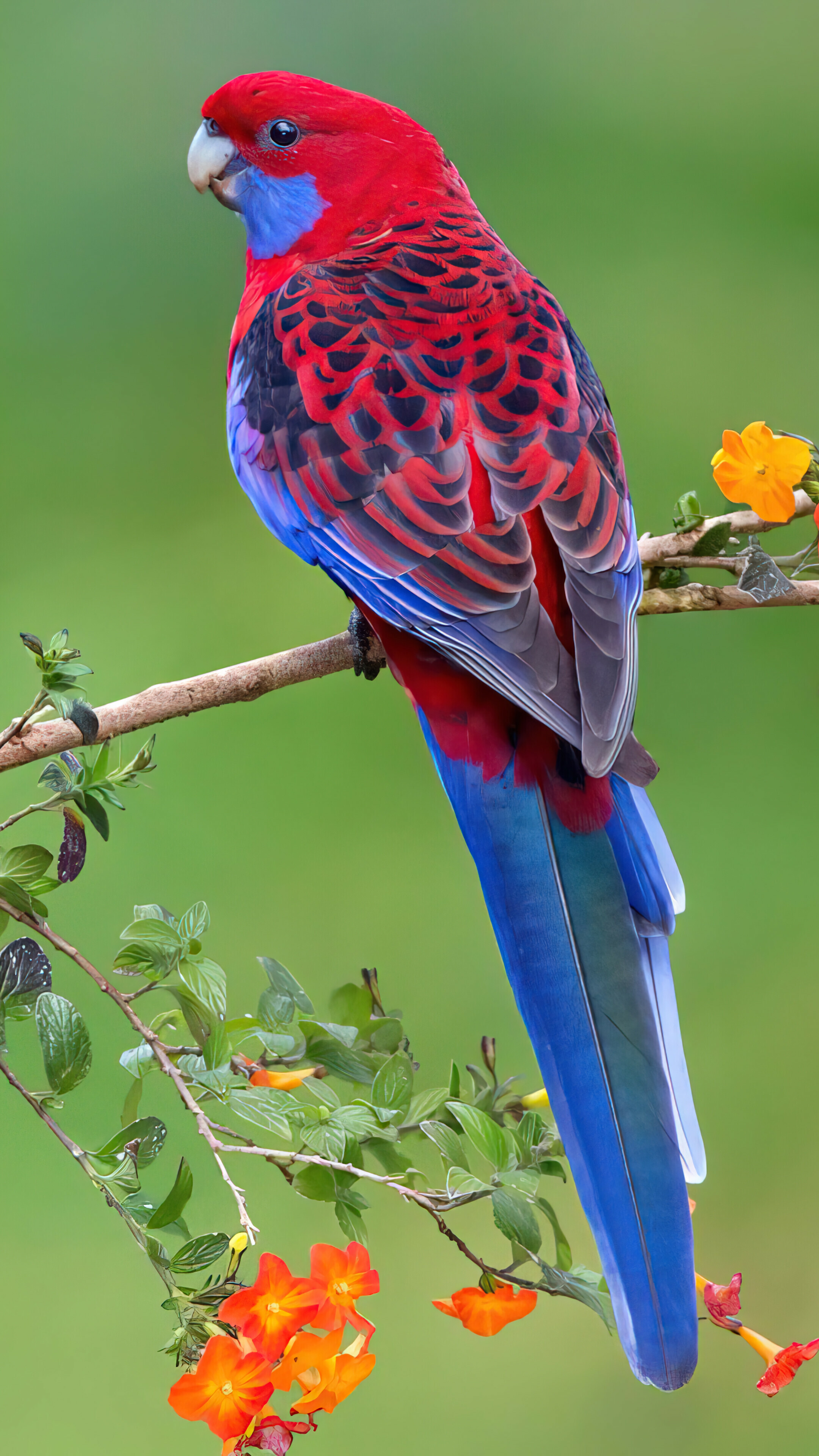 Crimson rosella, Parrots Wallpaper, 2160x3840 4K Phone