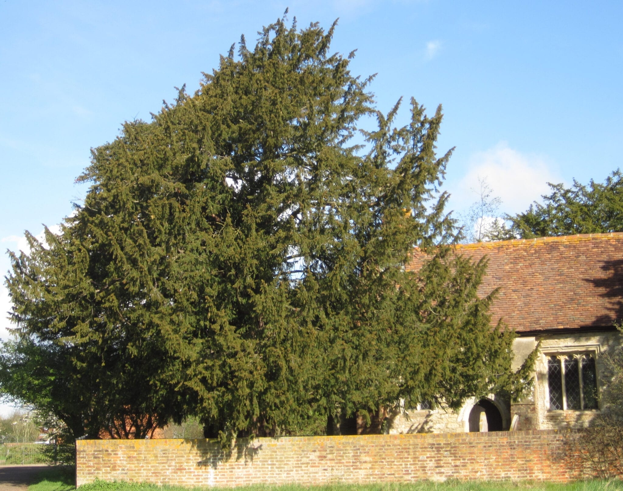 Yew tree guide, UK common yew tree, Identification, 2050x1620 HD Desktop