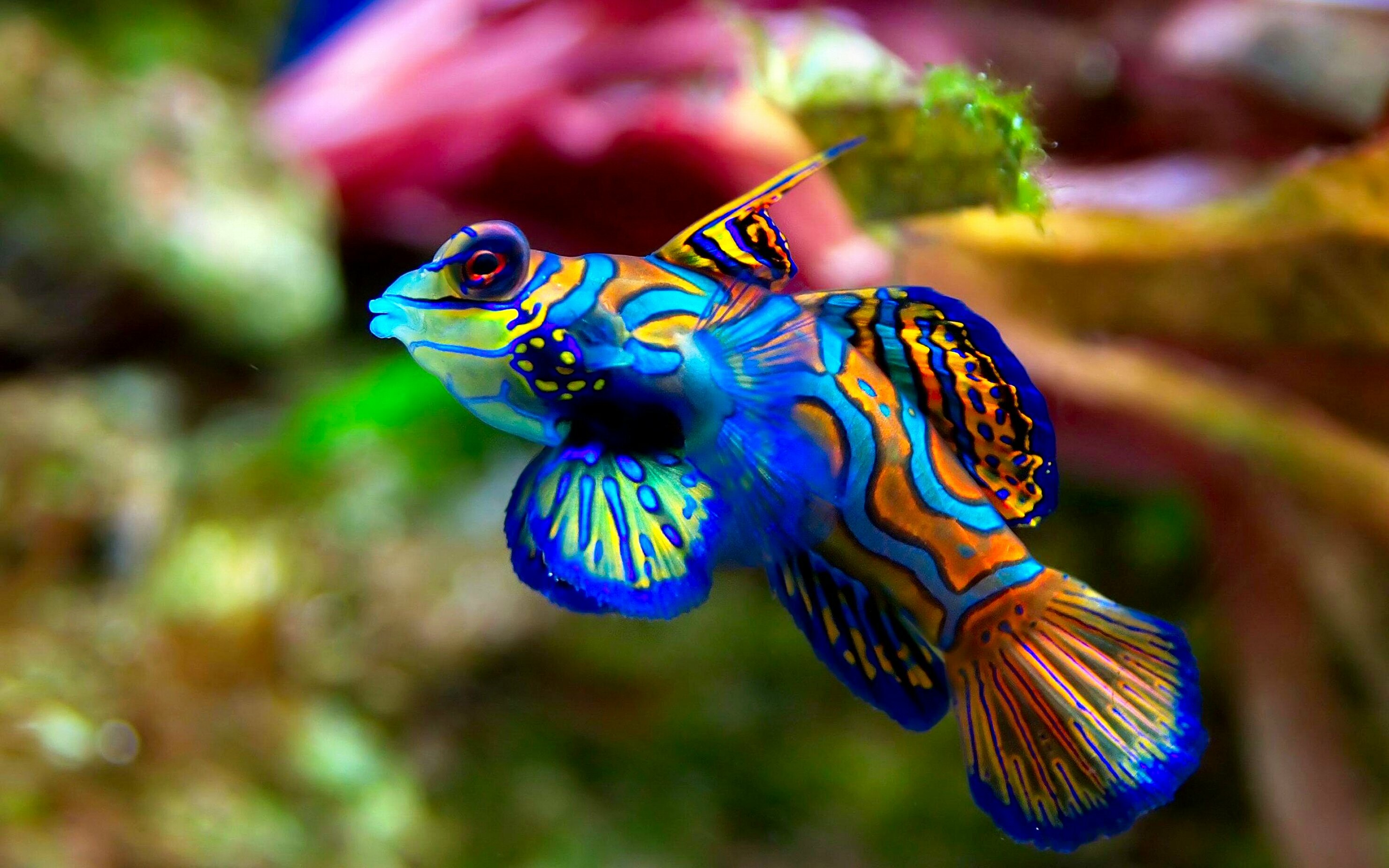 Mandarin dragonet, Fish Wallpaper, 2960x1850 HD Desktop