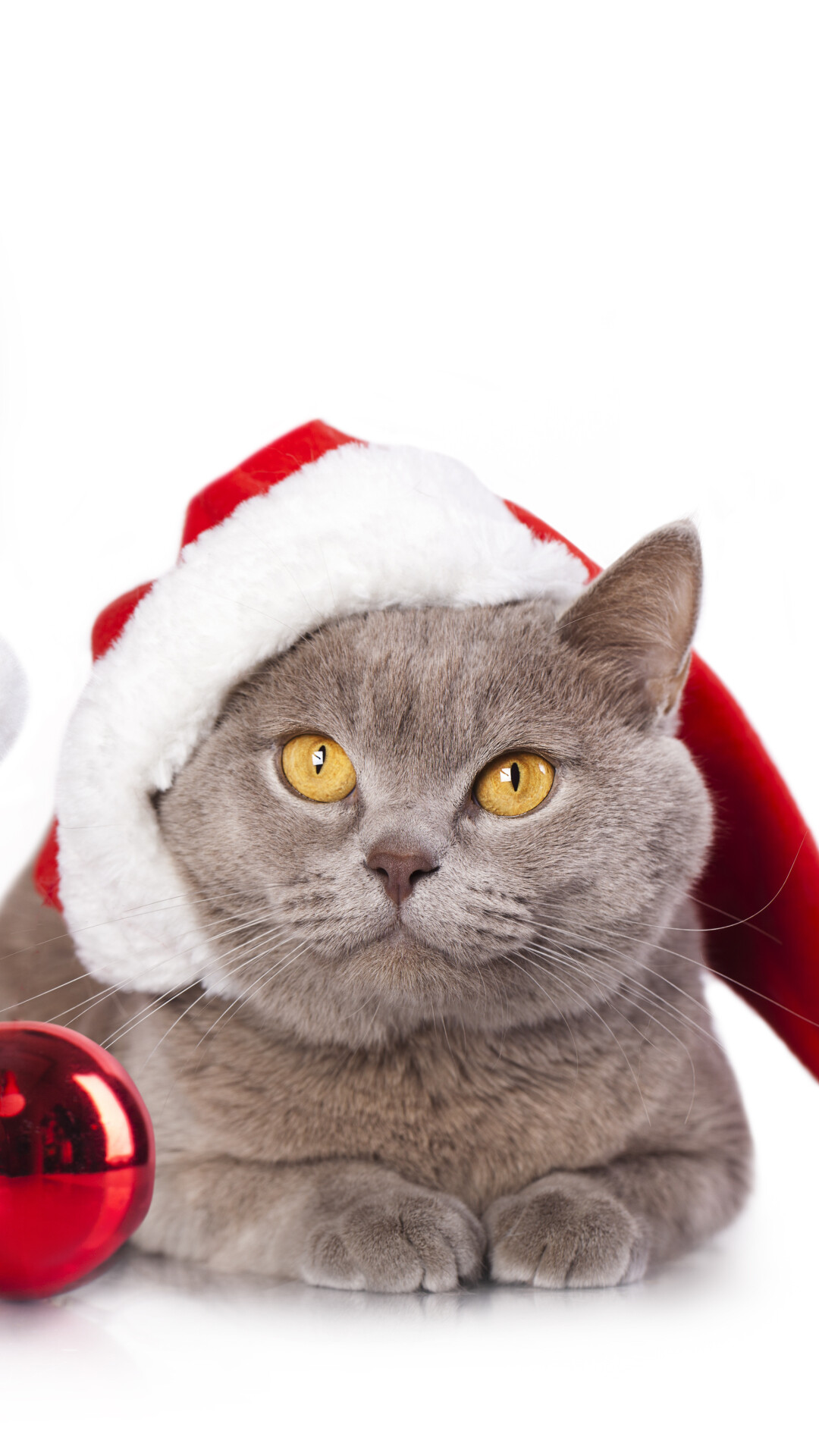 Cristmas, British Shorthair Wallpaper, 1080x1920 Full HD Phone