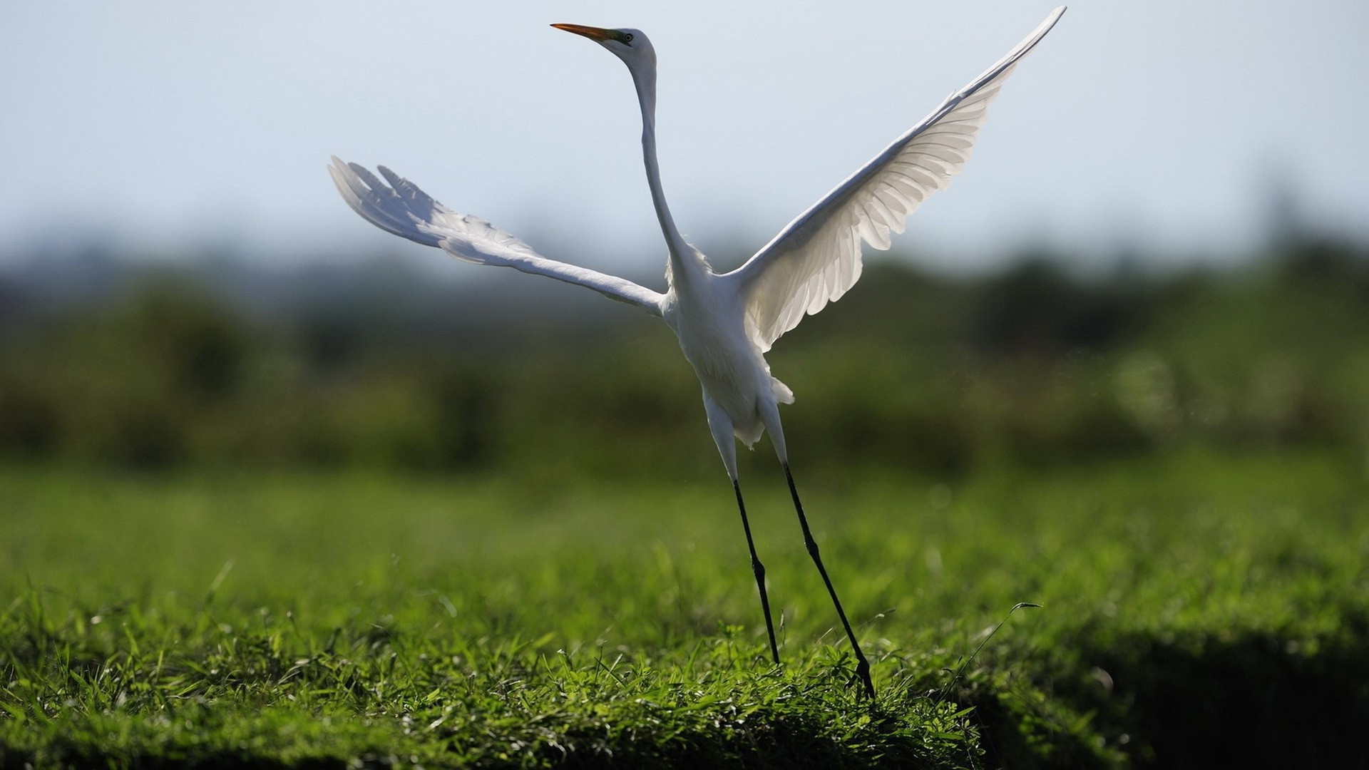 Crane bird wallpapers, Exquisite avian, Nature's wonders, Feathered beauty, 1920x1080 Full HD Desktop