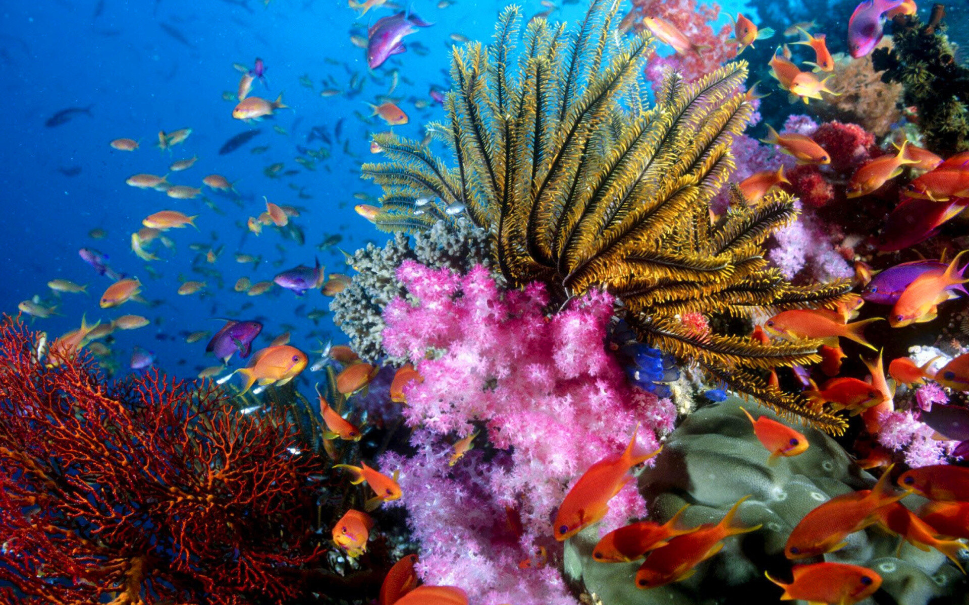 Aquarium world, Coral reef wallpaper, Widescreen desktop PC, 1920x1200 HD Desktop