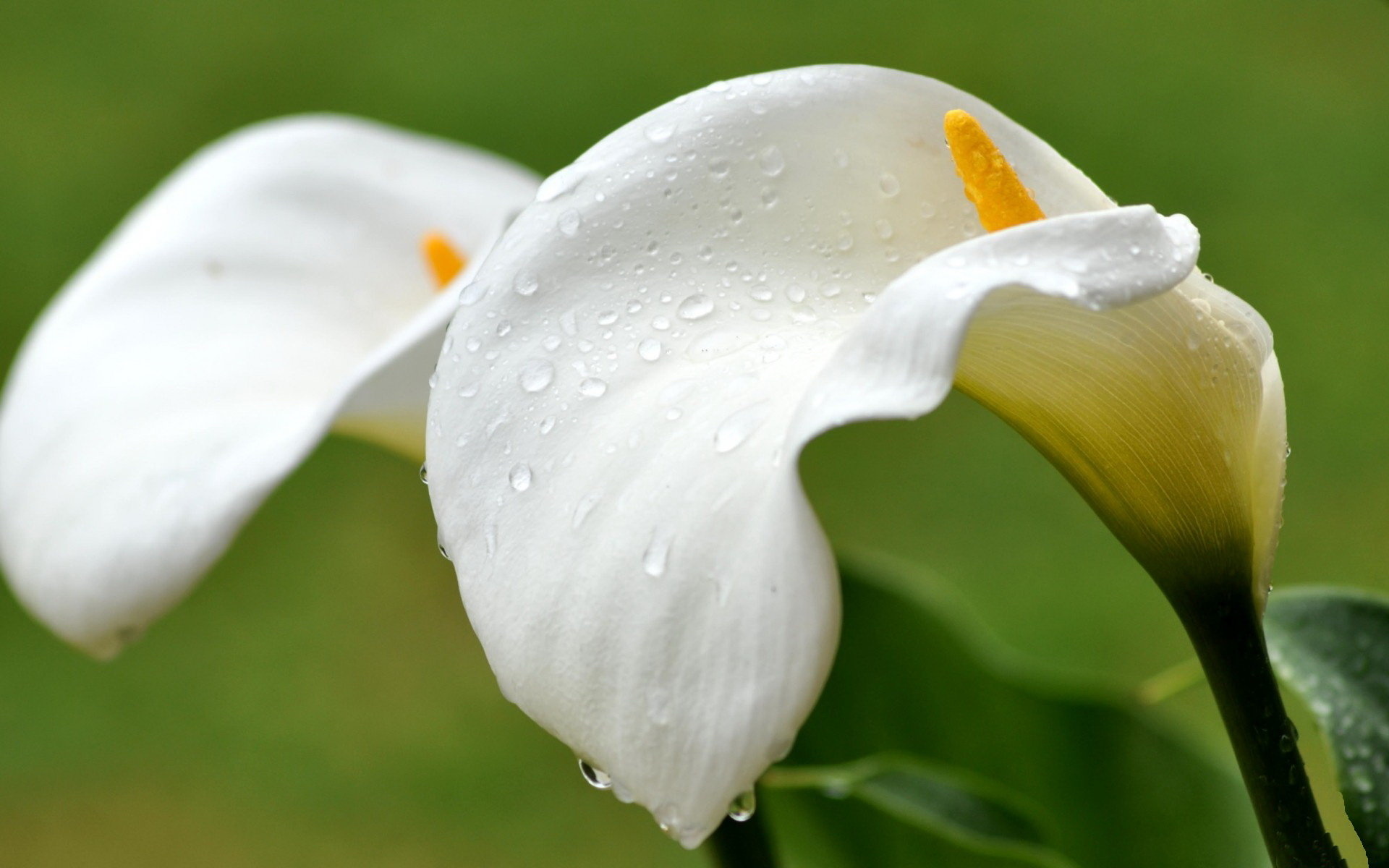 Calla Lily, Gorgeous wallpapers, Stunning floral, Botanical beauty, 1920x1200 HD Desktop