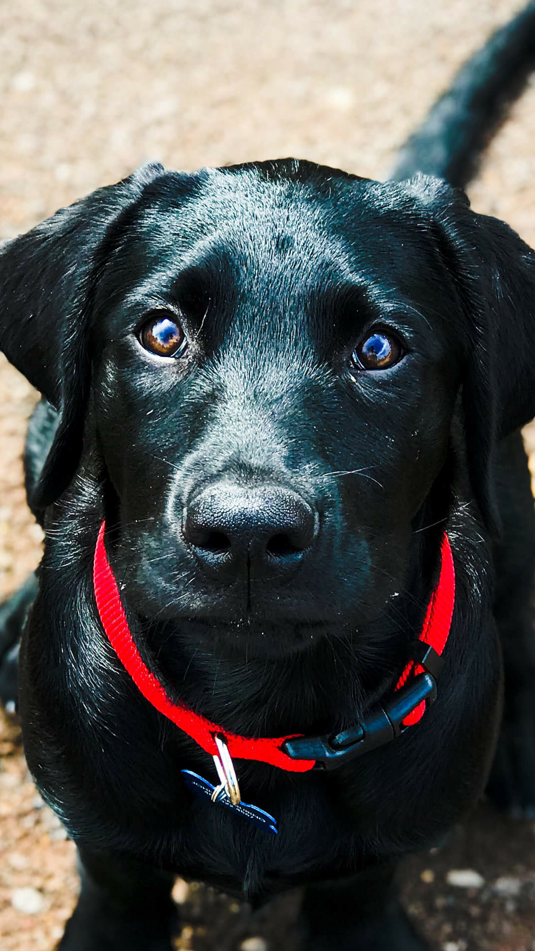 Labrador Retriever, Black Lab puppy, HD wallpaper, Adorable background, 1080x1920 Full HD Phone