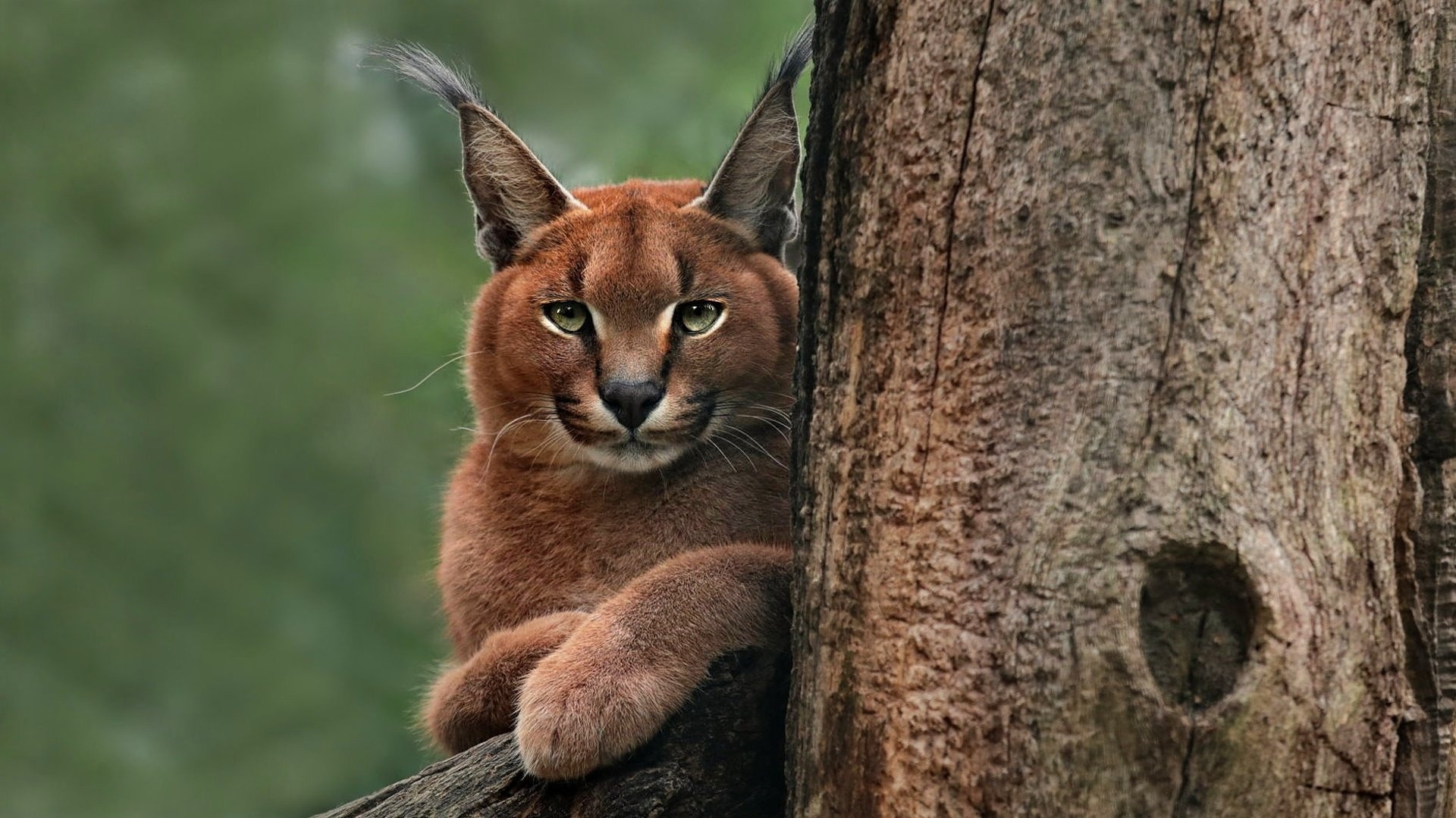 Mesmerizing caracal, Captivating wallpaper, Enigmatic presence, Unique charm, 1920x1080 Full HD Desktop