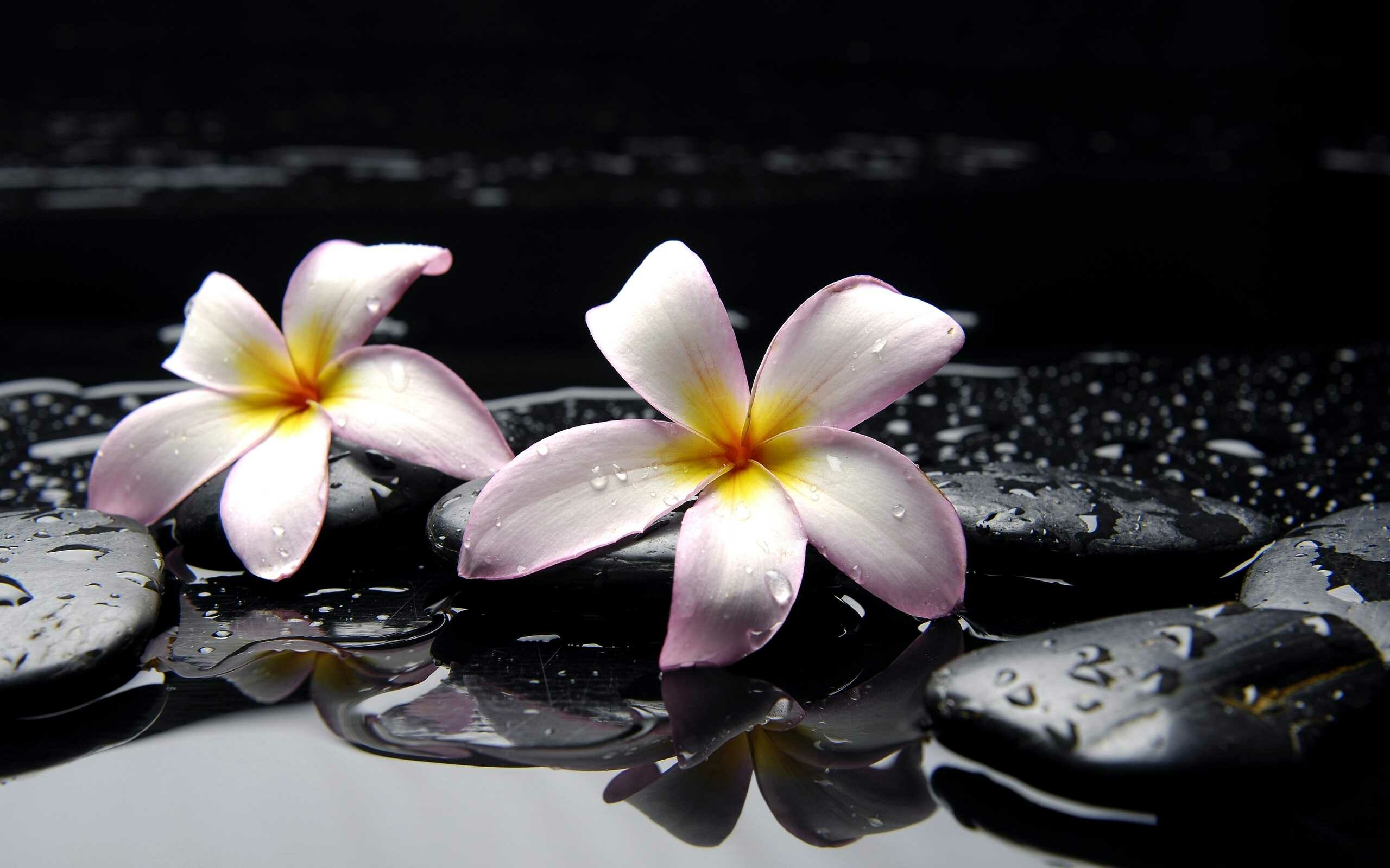 Hawaiian plumeria flower, Exotic paradise, Vibrant floral scene, Tropical allure, 2560x1600 HD Desktop