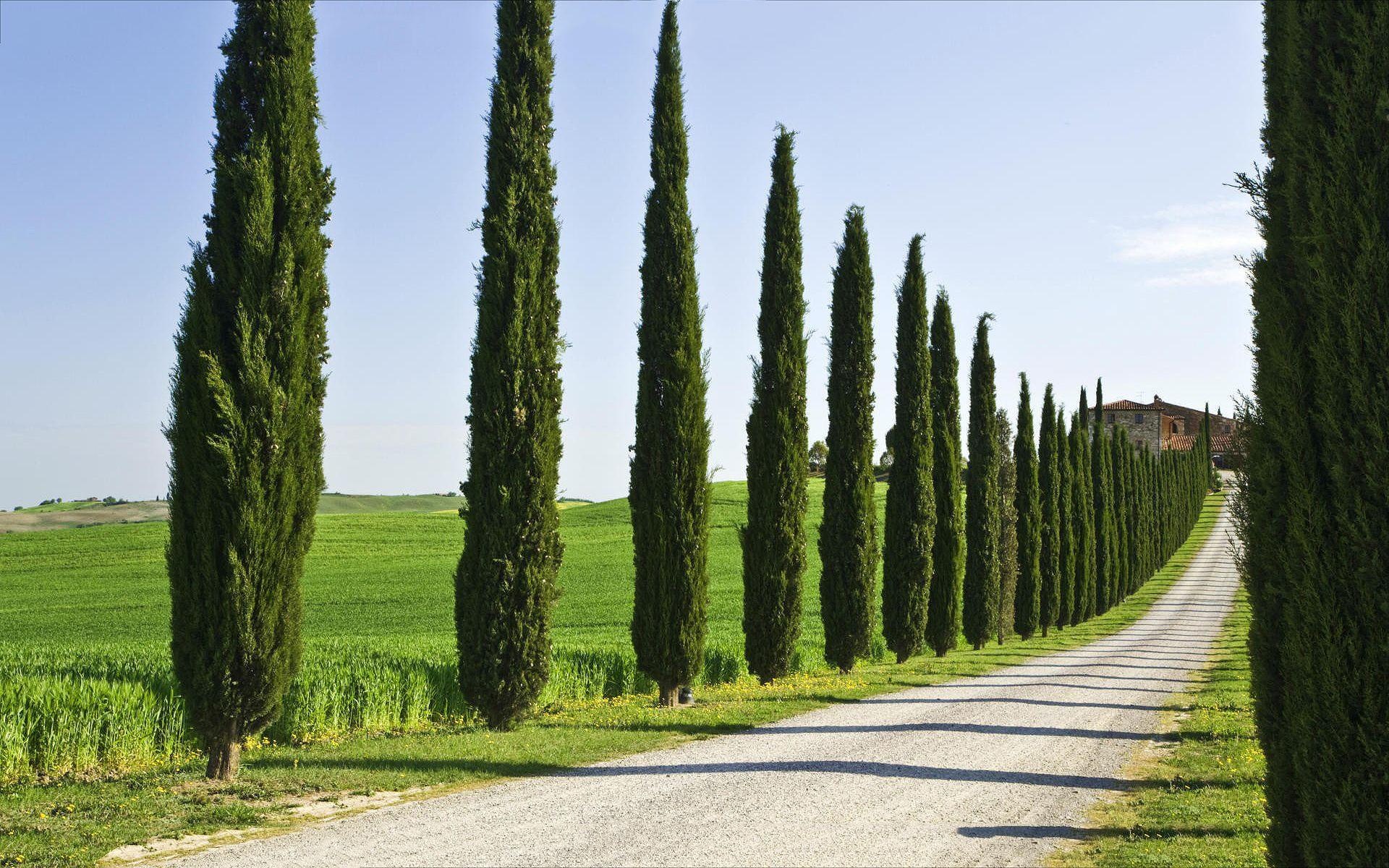 Cypress Tree, Cypress tree wallpapers, 1920x1200 HD Desktop