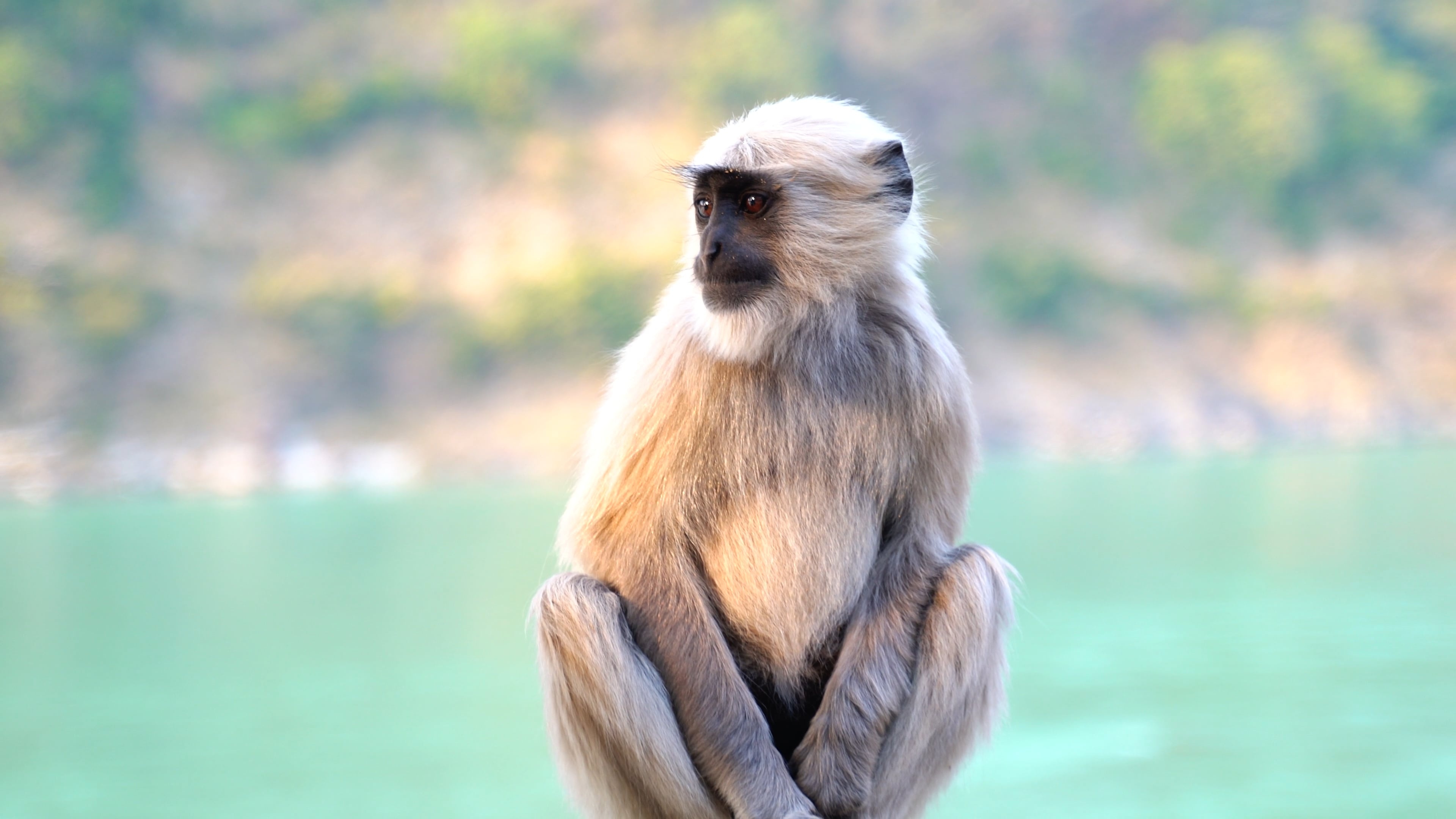 Captivating Monkey Video, Free Stock Footage, Monkey Behavior, Natural Habits, 3840x2160 4K Desktop