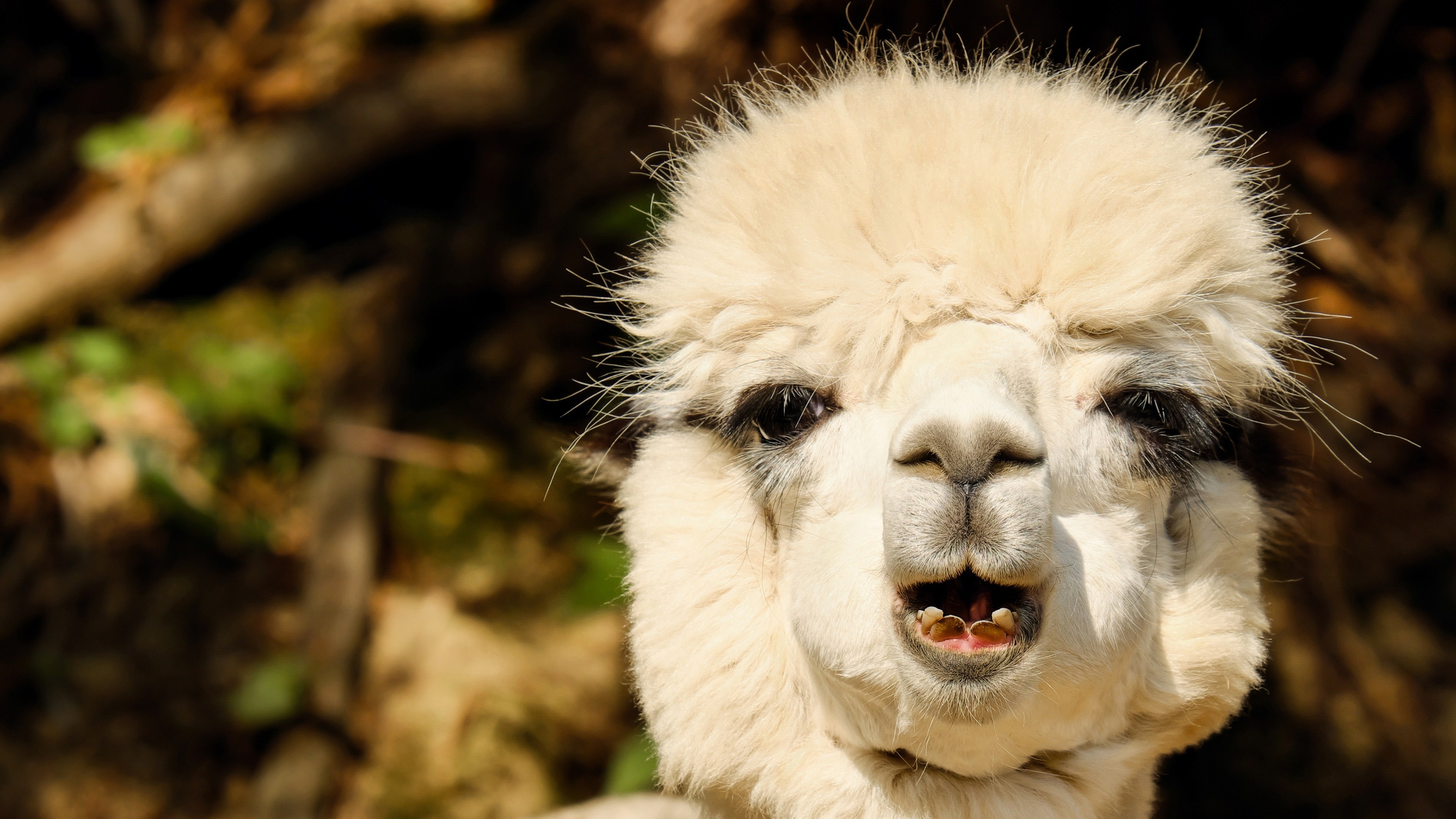 White alpaca, Widescreen 4k, Inspiring wallpaper, 42232, 3840x2160 4K Desktop