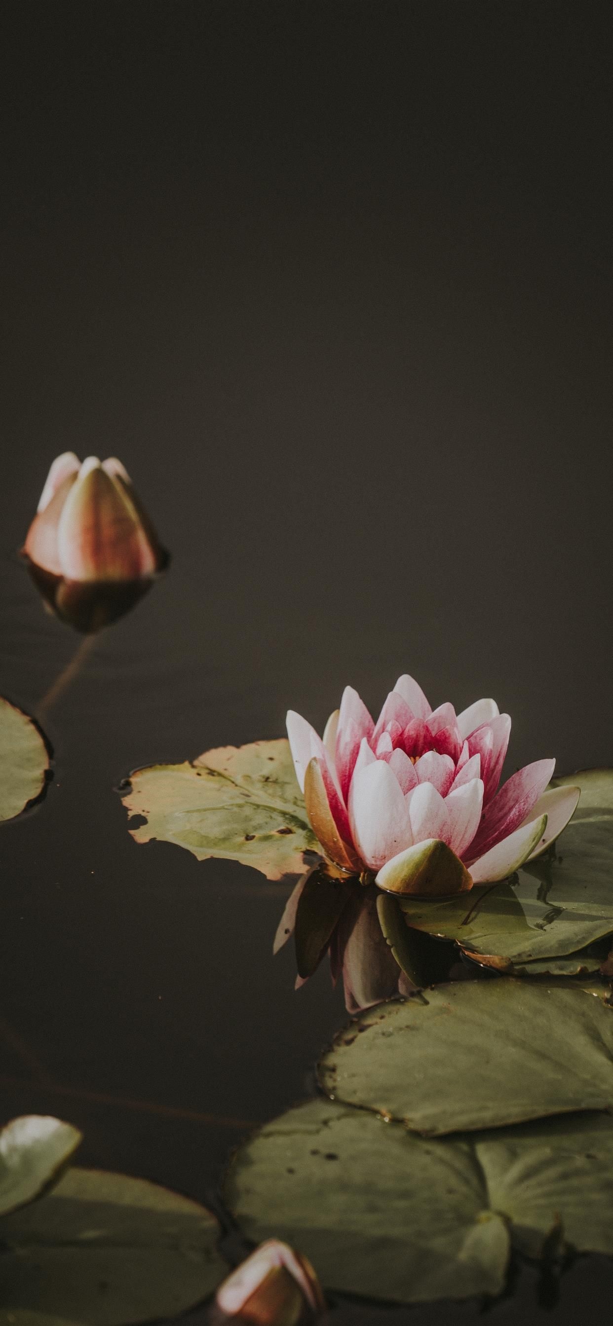 Lily Pad, Natural backdrop, Pond atmosphere, Wallpaper choice, 1250x2690 HD Phone