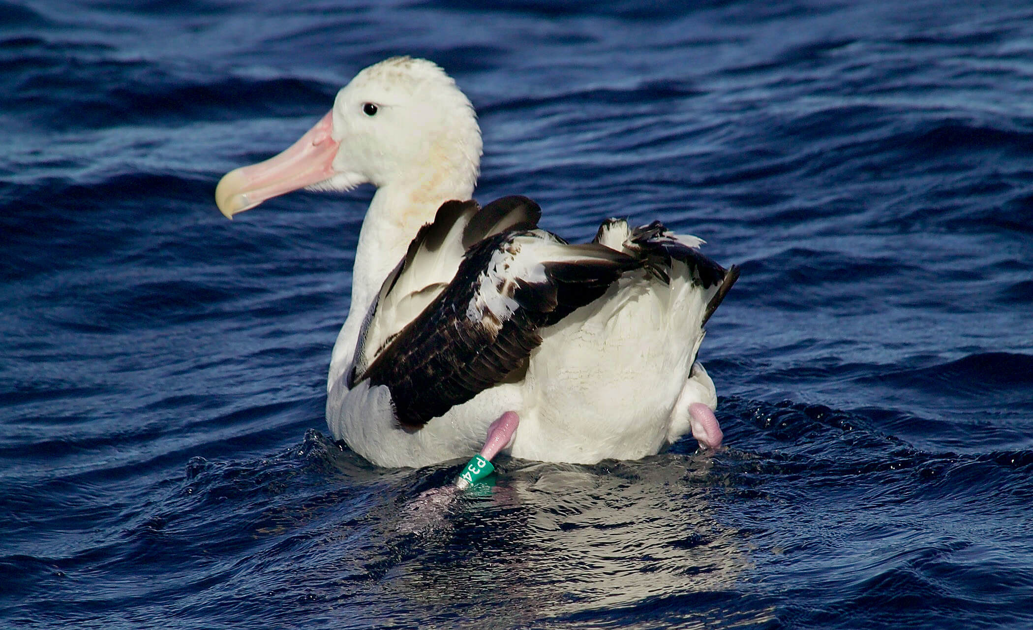 Wandering albatross, Facts and figures, Oceanic realm, Admirable endurance, 2100x1280 HD Desktop