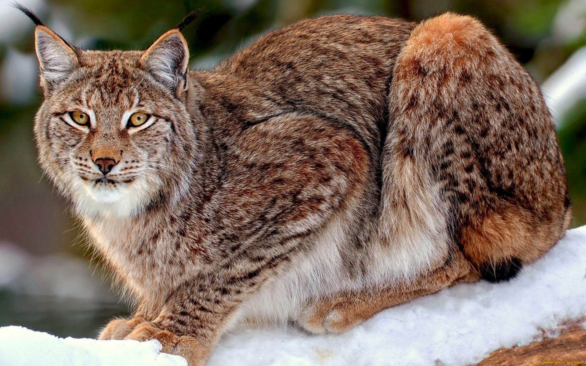 Red Lynx, HD wallpaper, Background image, Animals, 1920x1200 HD Desktop