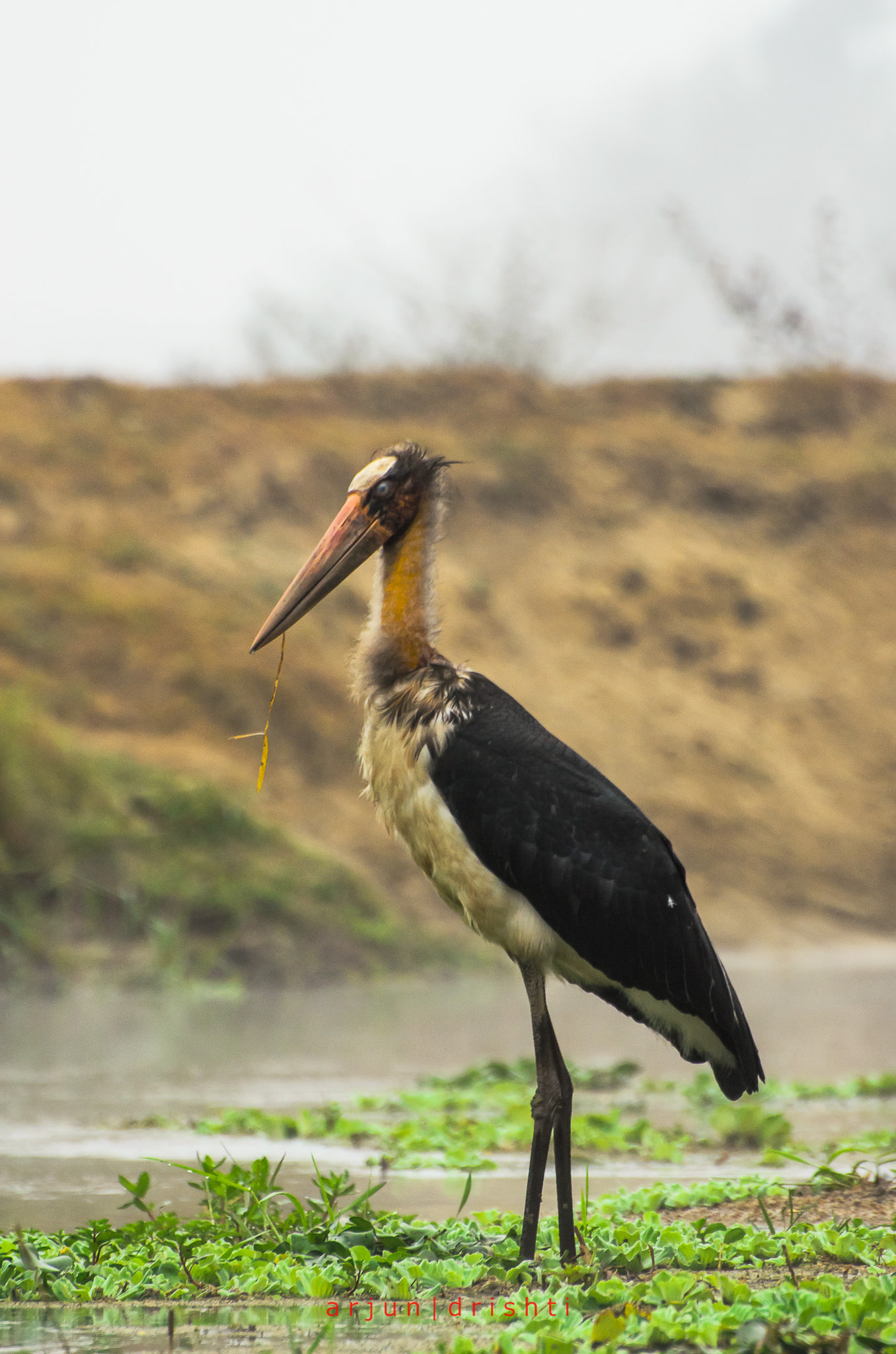 Chitwan National Park, Photographic paradise, Iconic photo spots, Nature's beauty, 1360x2050 HD Phone