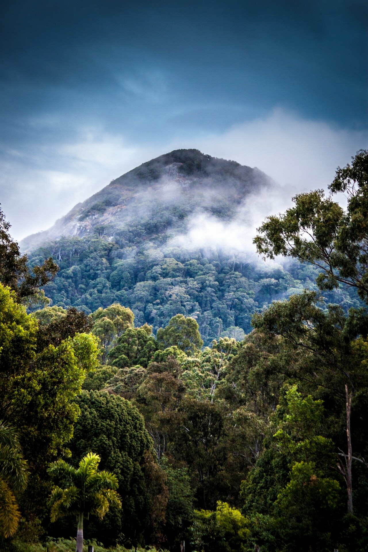 Mountains, Rainforests Wallpaper, 1280x1920 HD Phone