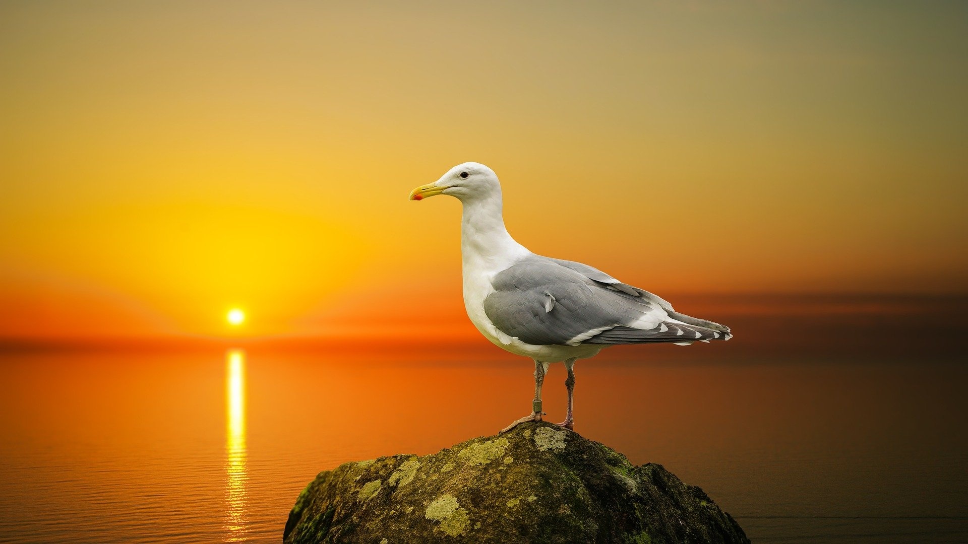 Lake dwelling, Seagull on a rock, Tranquil scene, Serene beauty, 1920x1080 Full HD Desktop