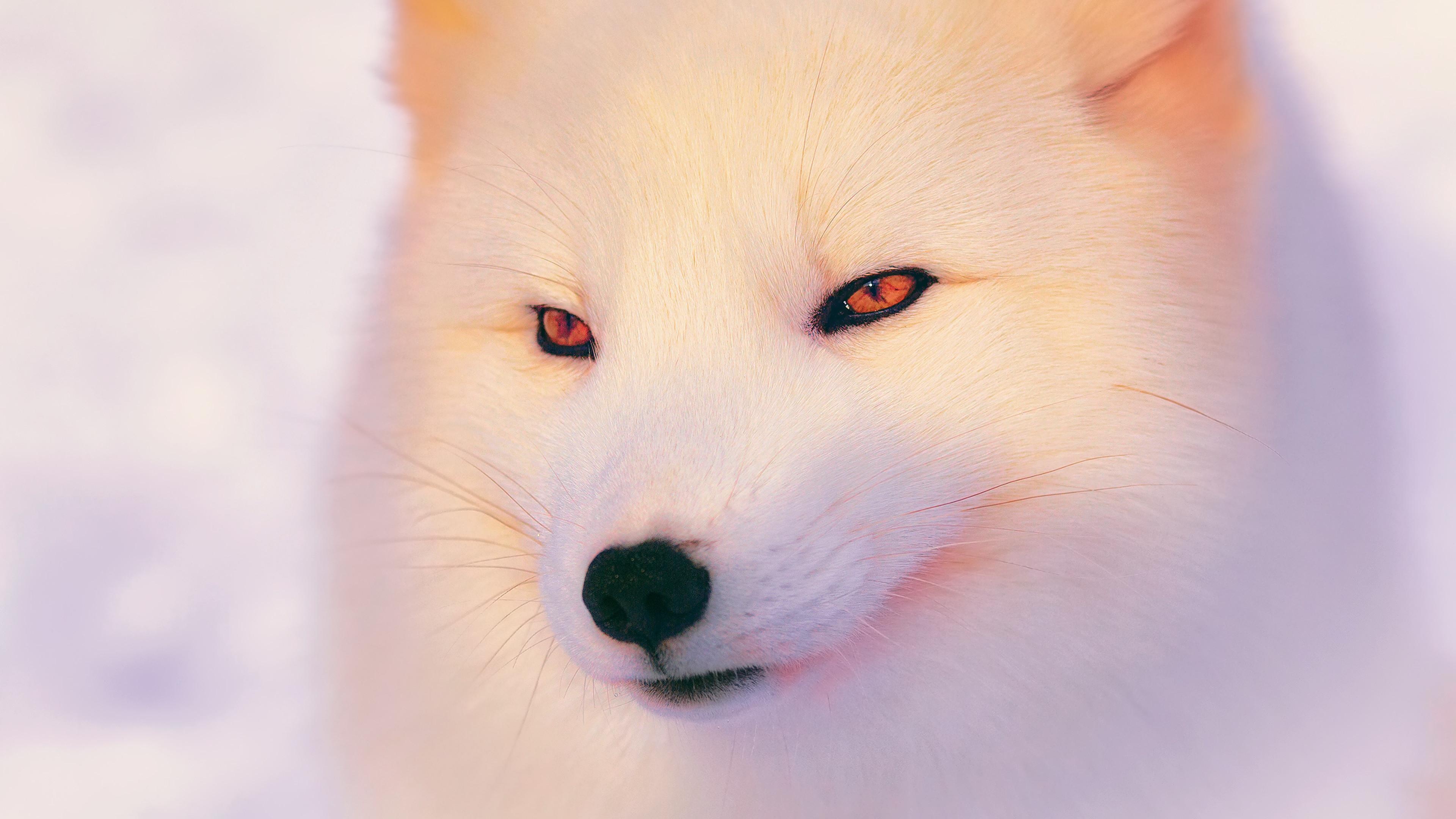 Close-up, Arctic Foxes Wallpaper, 3840x2160 4K Desktop