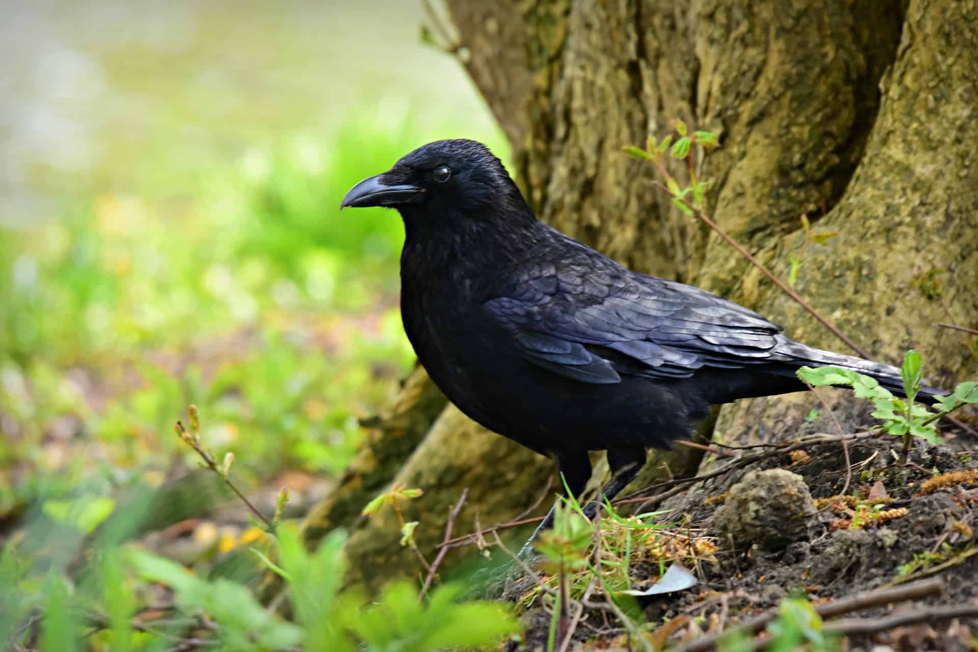 Protected birds, Crow hunting, The law, 1920x1290 HD Desktop