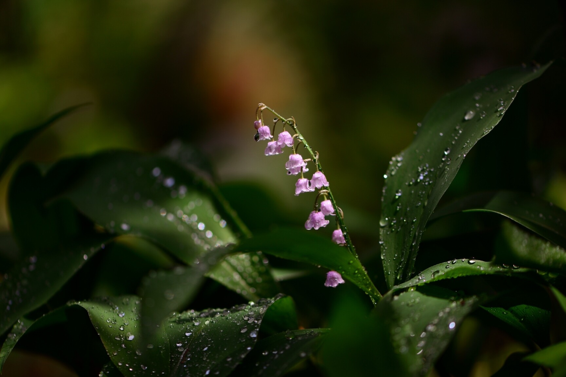 Rosea, Lilies of the Valley Wallpaper, 1920x1290 HD Desktop