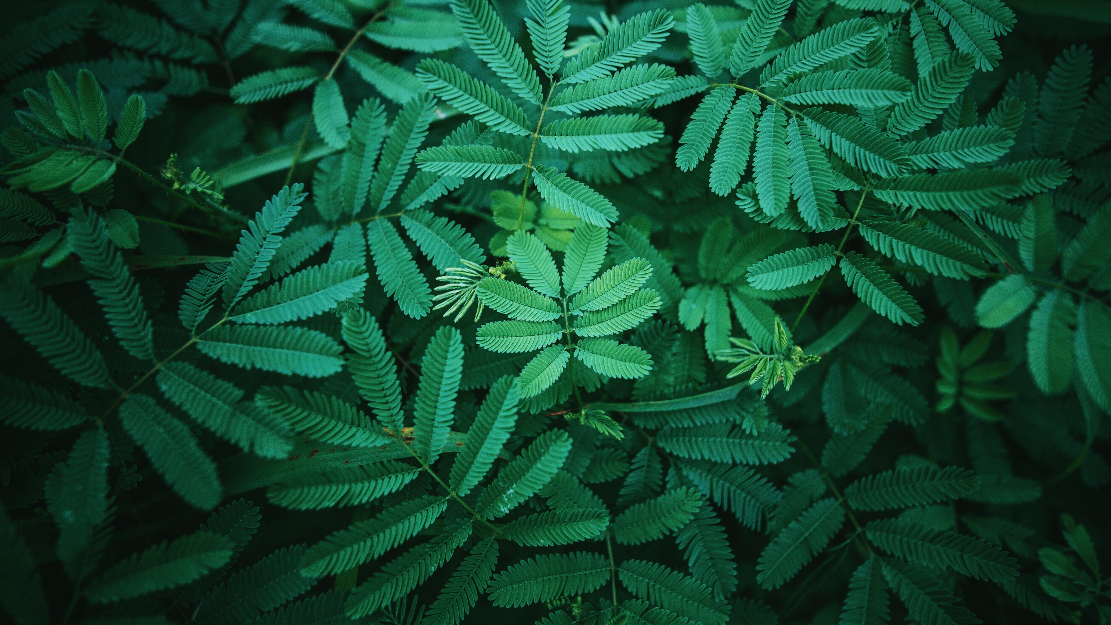 Green spring leaves, 4K nature wallpaper, Fresh foliage, Nature's rejuvenation, 3840x2160 4K Desktop