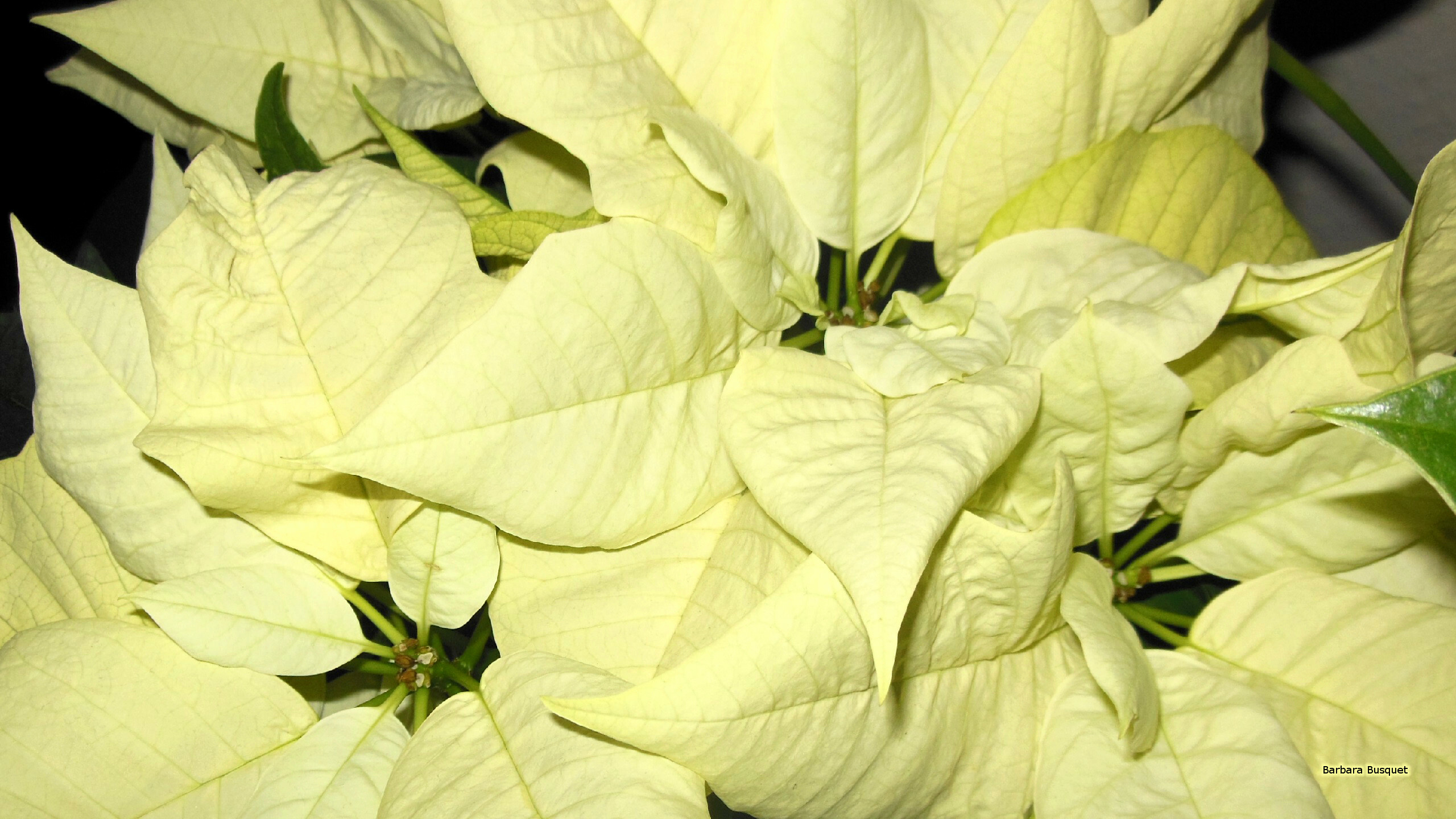 White, Poinsettia Wallpaper, 2560x1440 HD Desktop