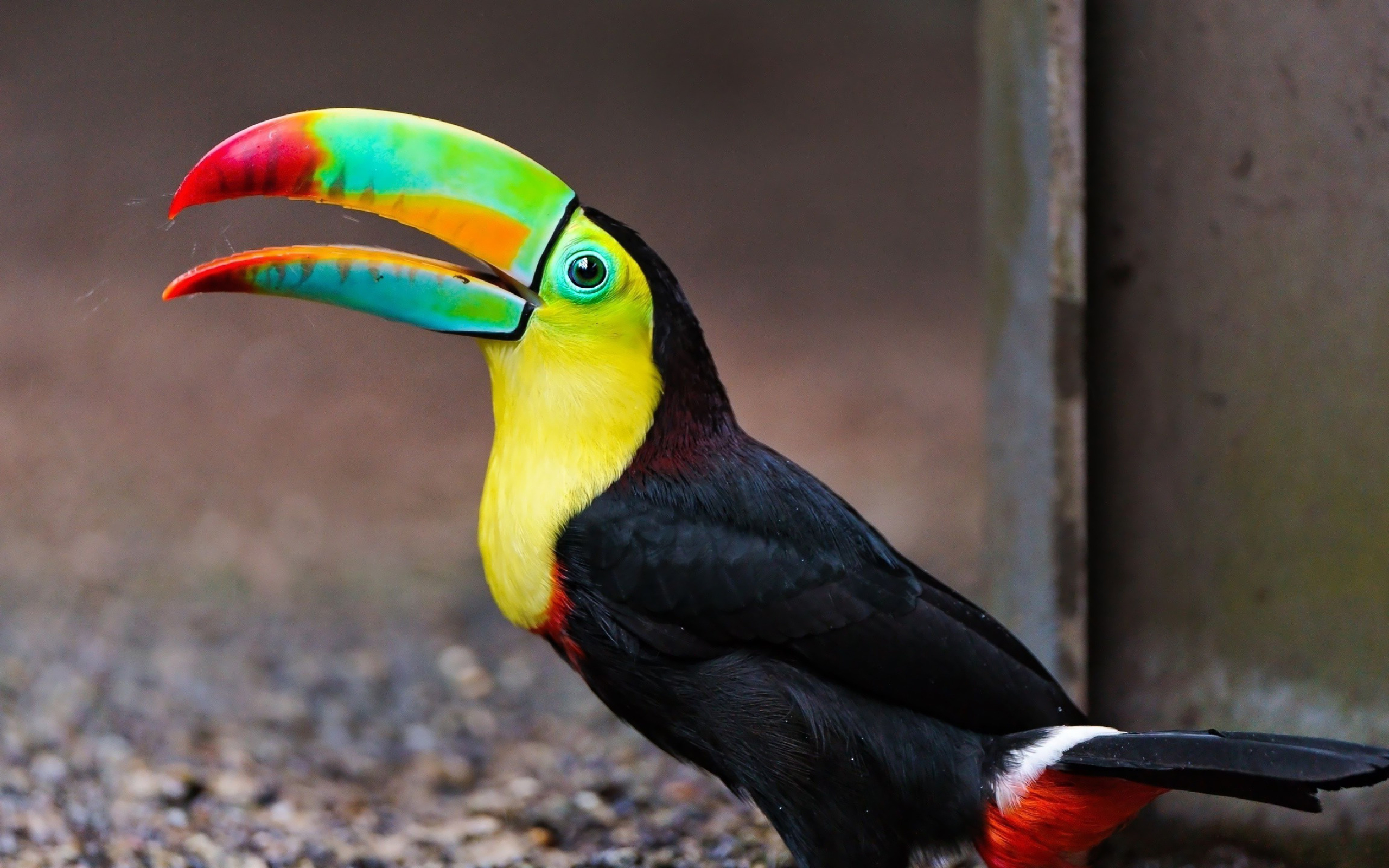 Toucan, Keel Billed Toucan, Animal wallpapers online, Nature's marvel, 2560x1600 HD Desktop