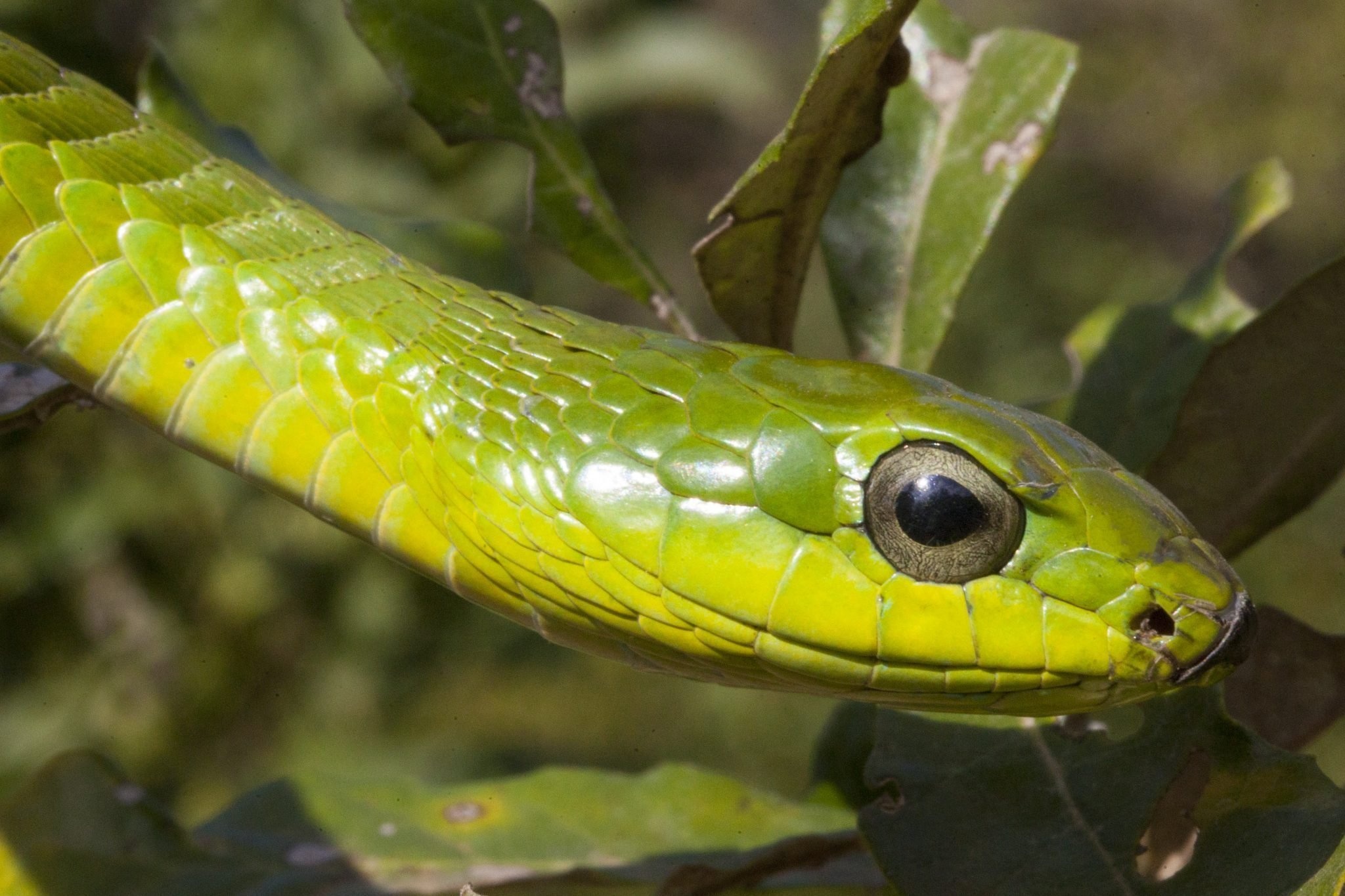 Boomslang, Tree snake, Hluhluwe game reserve, African reptiles, 2050x1370 HD Desktop