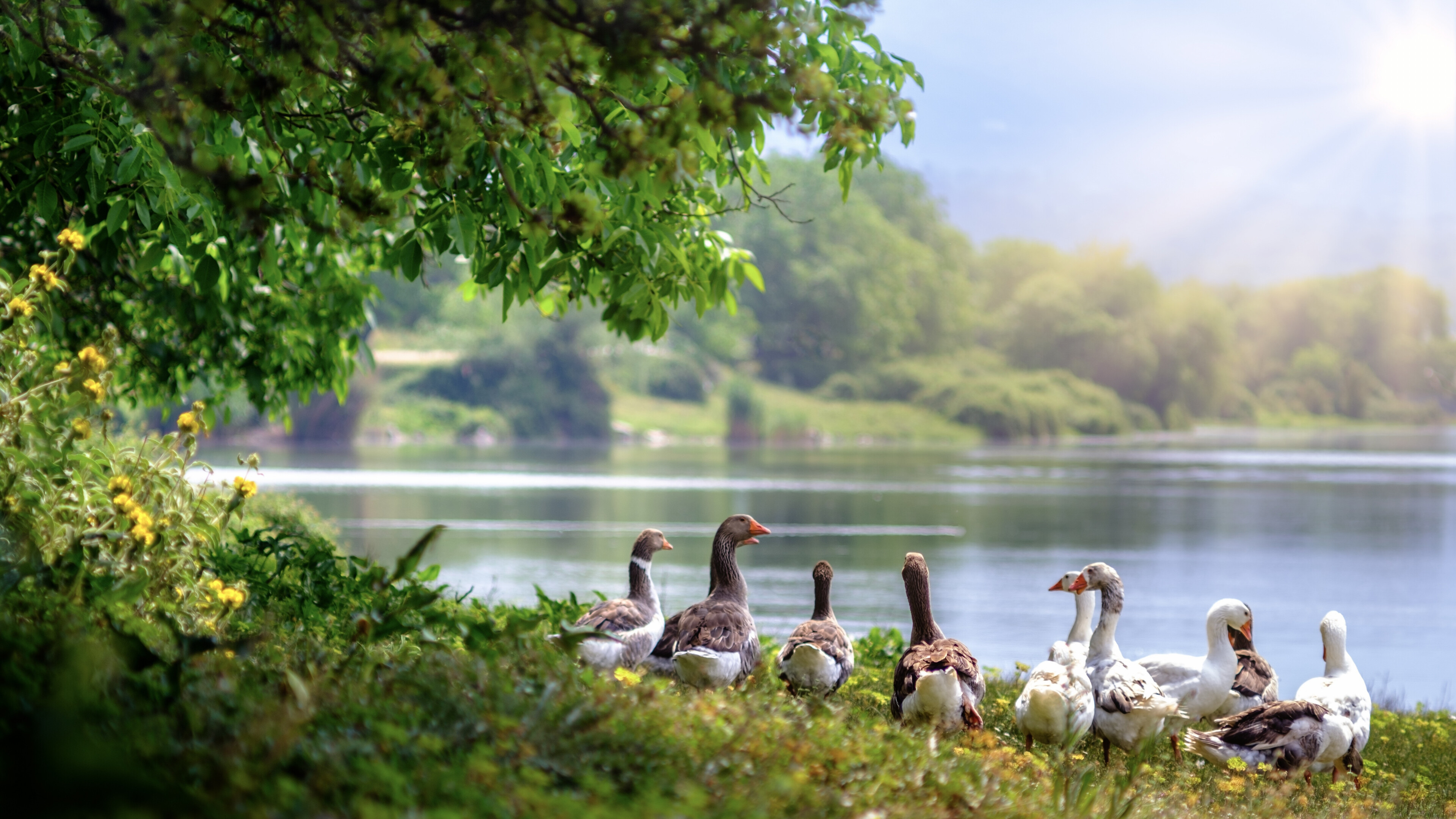 Wild geese at the lake, Captivating wallpaper, Stunning image, Nature's tranquility, 3840x2160 4K Desktop