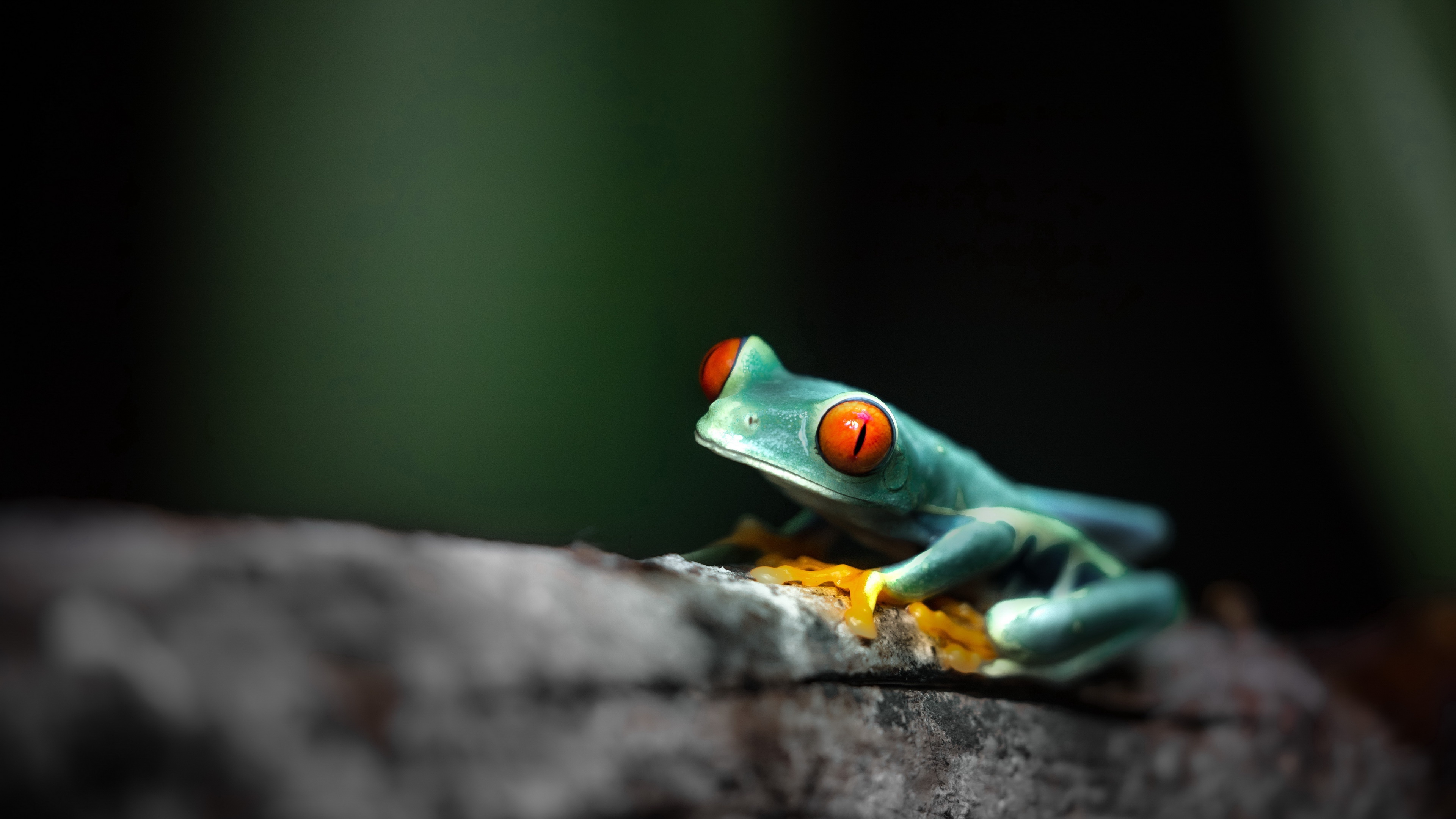 Frog 4K Ultra, 4K resolution, Nature's beauty, HD wallpapers, 3840x2160 4K Desktop