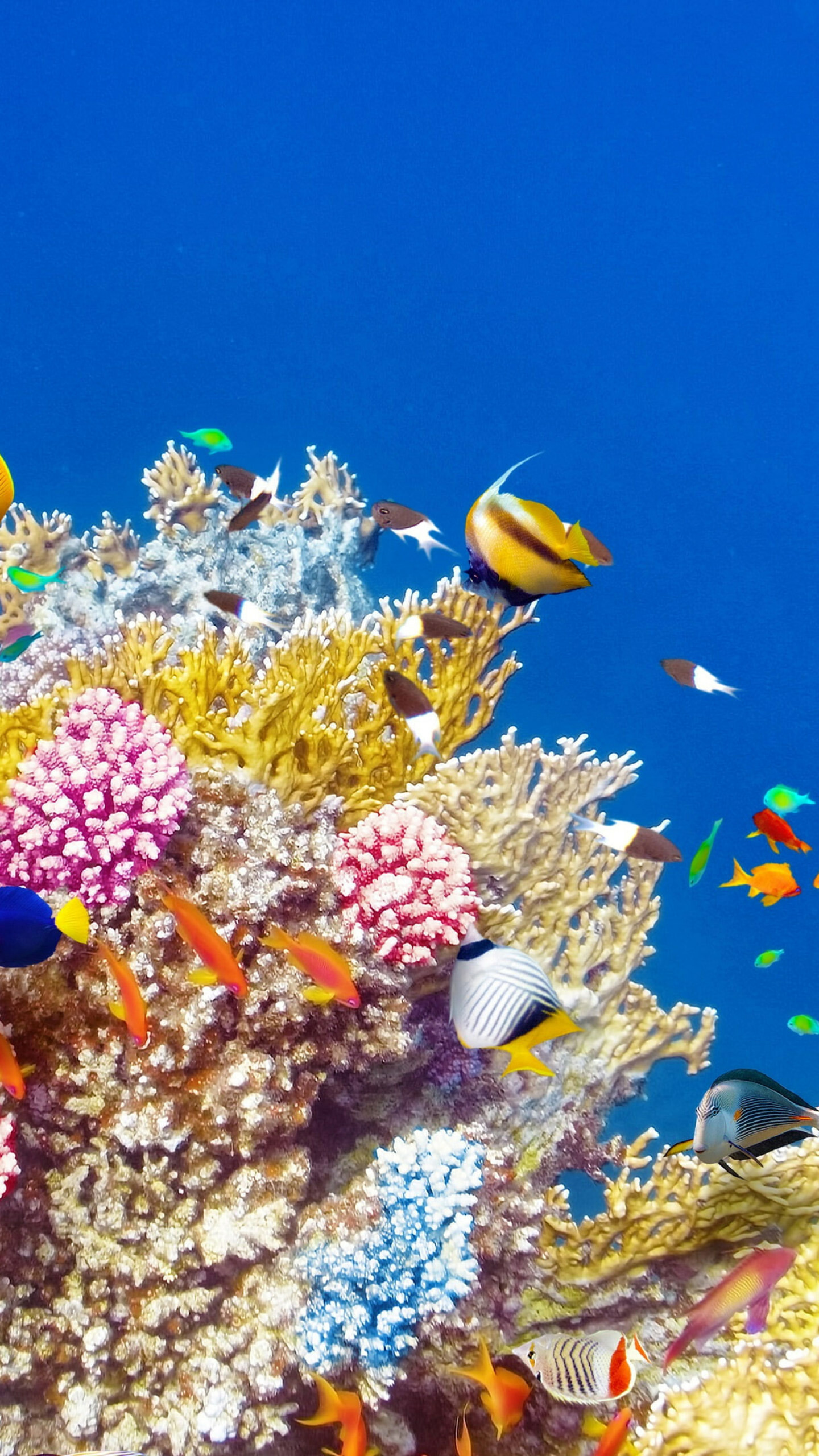 Vibrant underwater world, Tropical fish spectacle, Coral reef beauty, Colorful aquatic life, 1440x2560 HD Phone