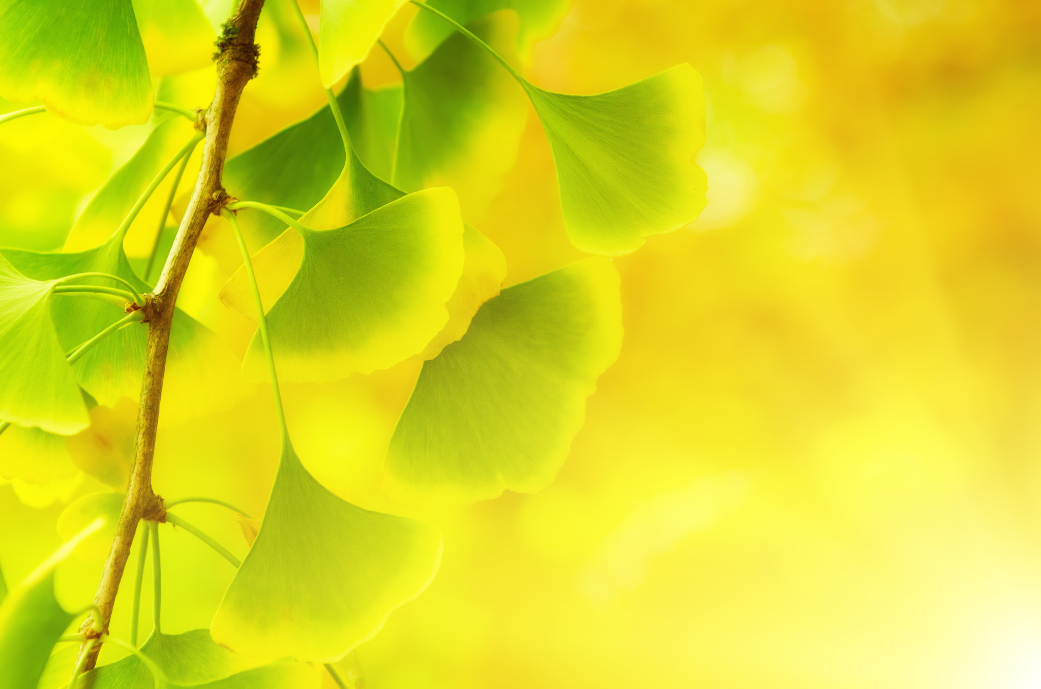 Ginkgo Biloba, Nature news, Latest updates, Botanical wonders, 2050x1360 HD Desktop