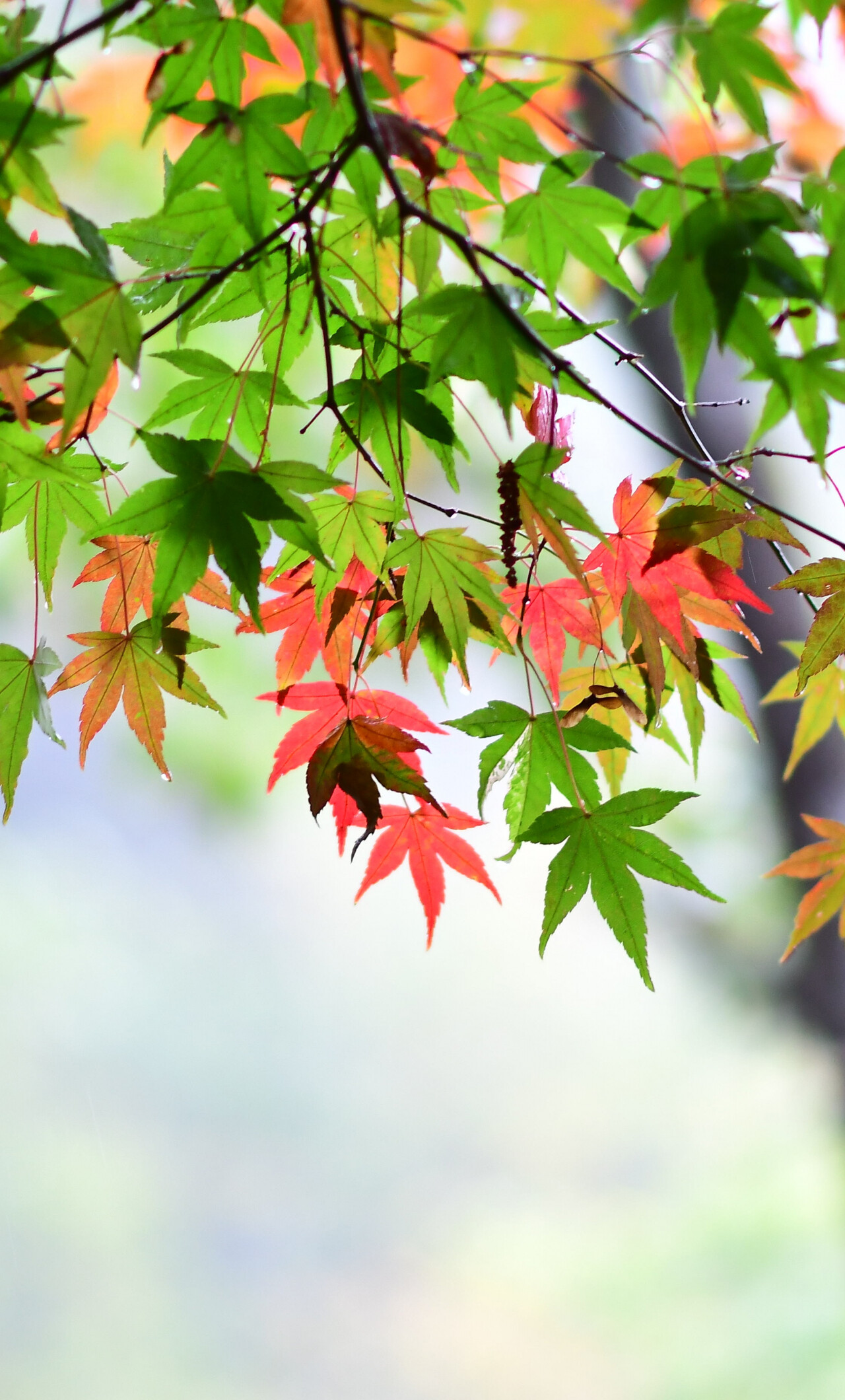 Maple leaf, Leaves spring, iPhone 6 Plus, HD image, 1280x2120 HD Phone