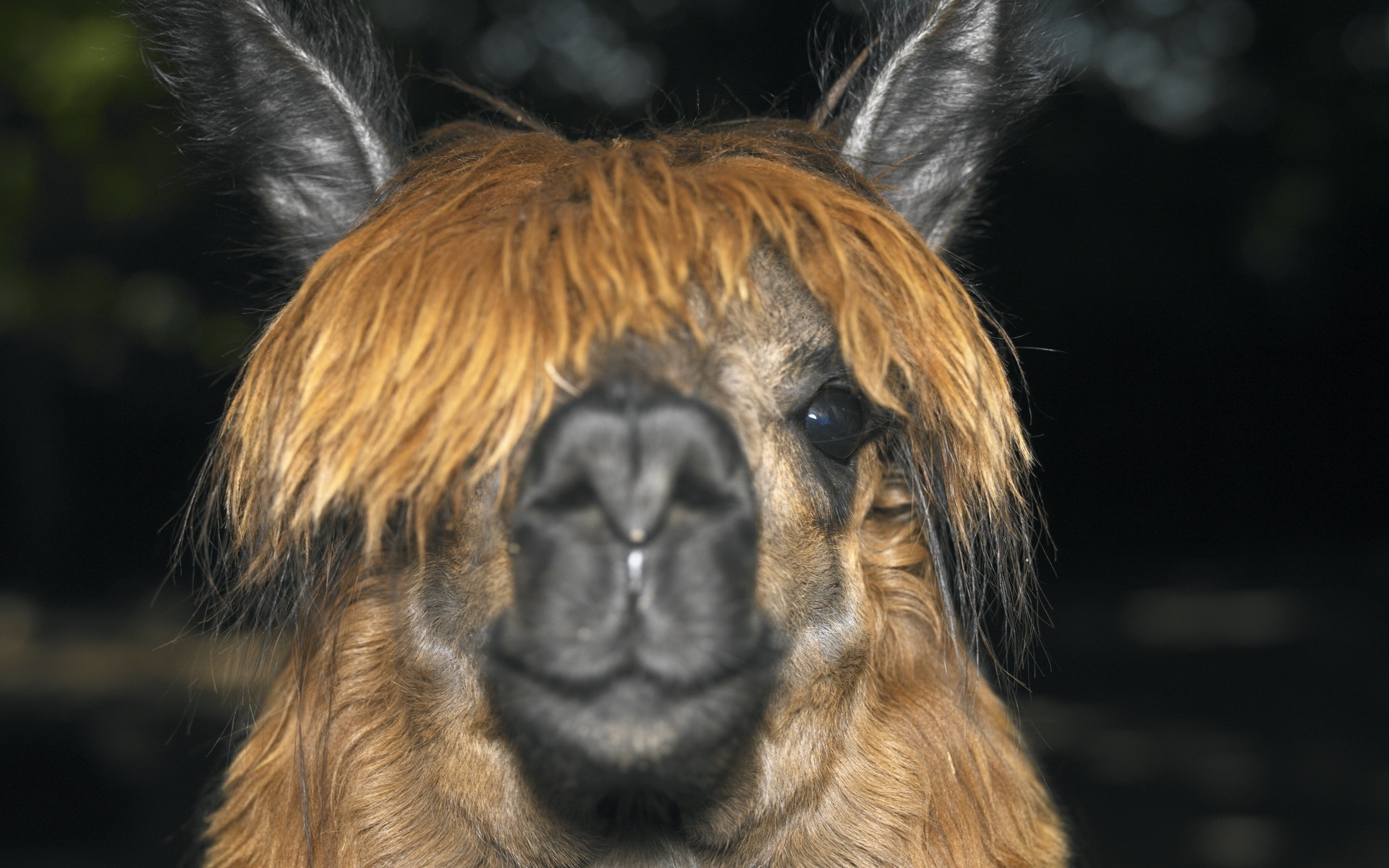 Smiling llama, Expressive animal portrait, Redhead llama, Joyful creature, 1920x1200 HD Desktop