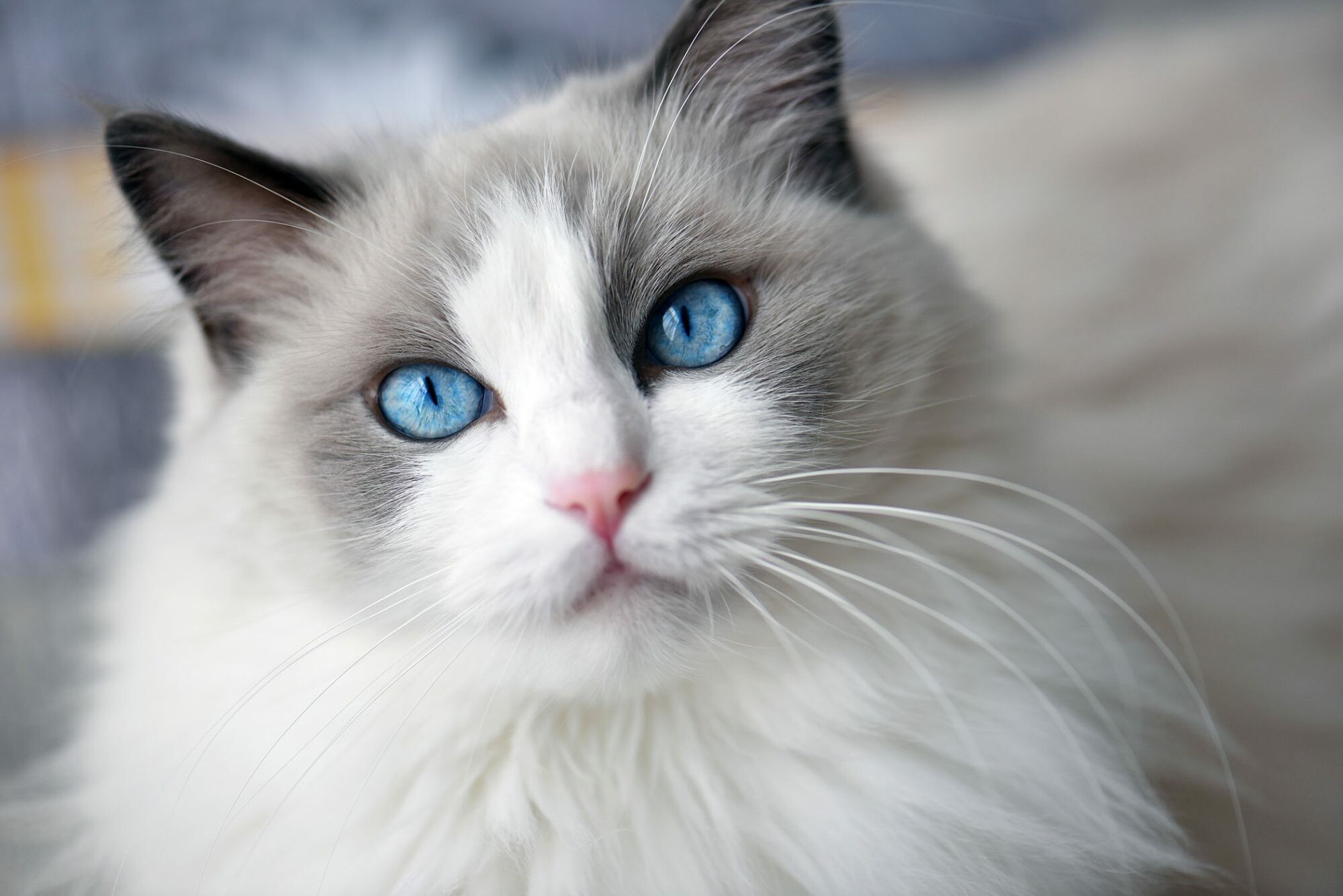 Whiskers, Ragdoll Wallpaper, 2000x1340 HD Desktop