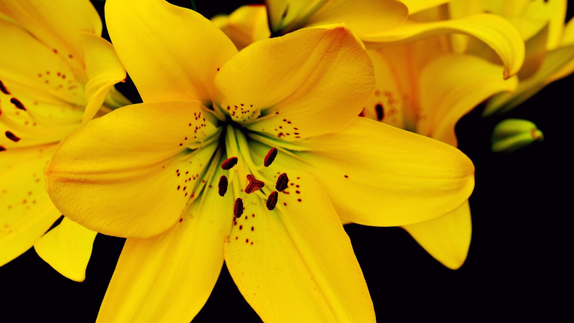 Beautiful lily, Aesthetic wallpaper, Ultra HD, Best background, 1920x1080 Full HD Desktop