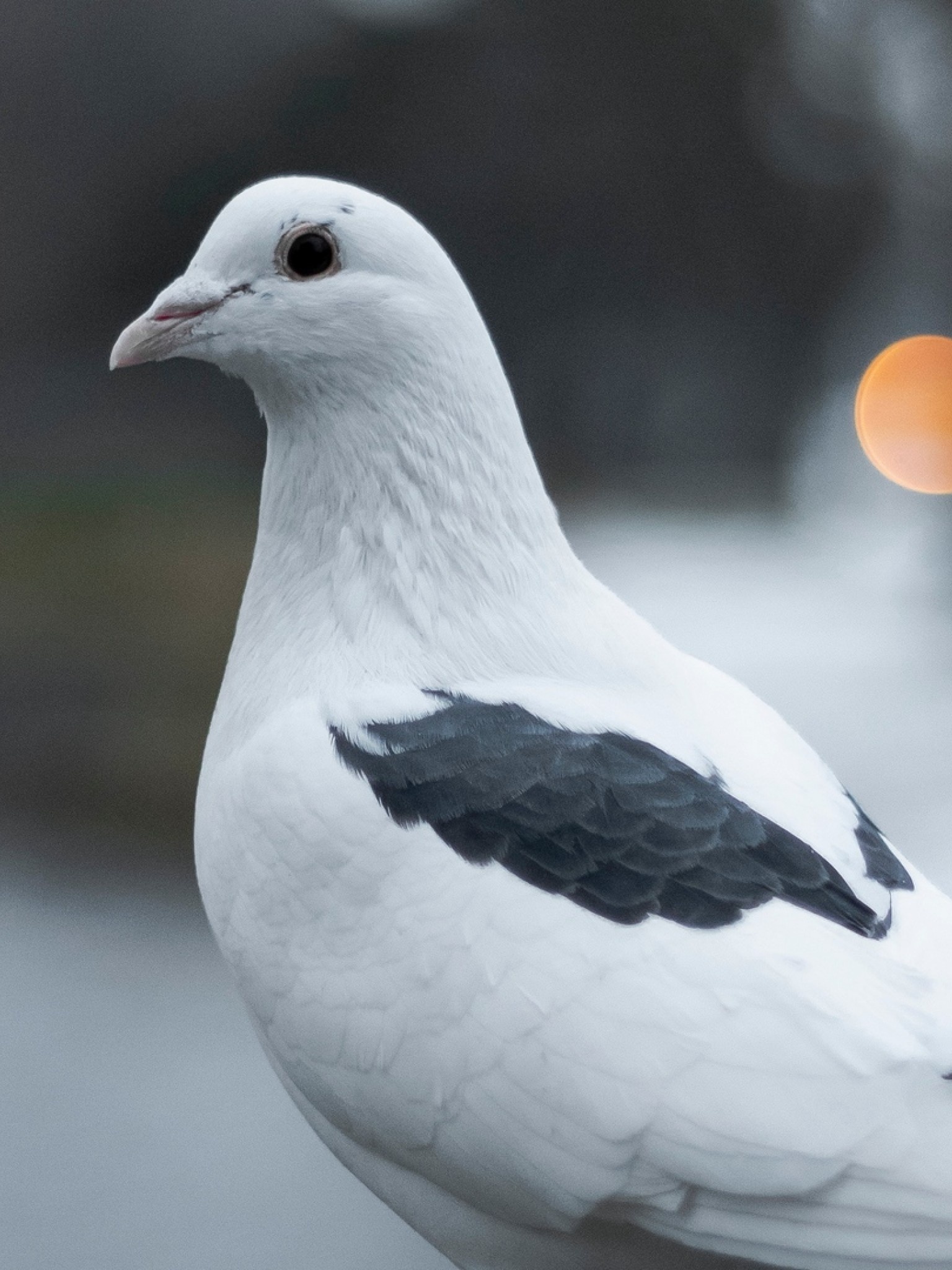 White pigeon wallpaper, Retina iPad HD, Feathered beauty, Mobile masterpiece, 1540x2050 HD Phone