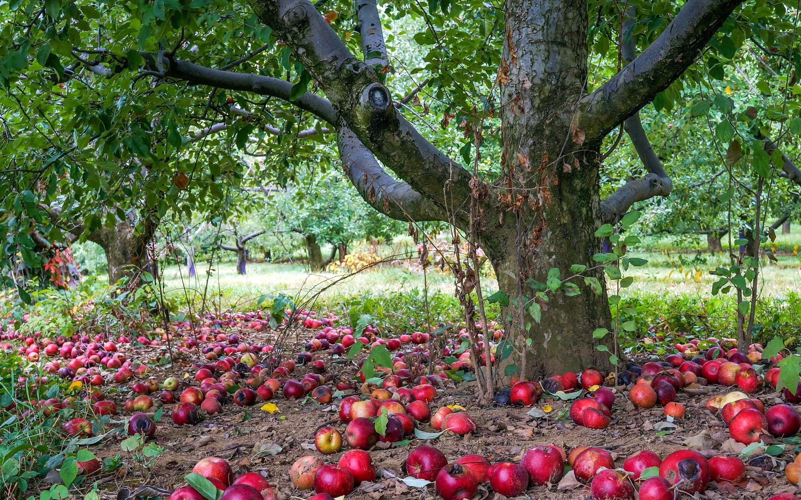 Apple tree wallpapers, Captivating backgrounds, Picturesque views, Nature's allure, 2560x1600 HD Desktop