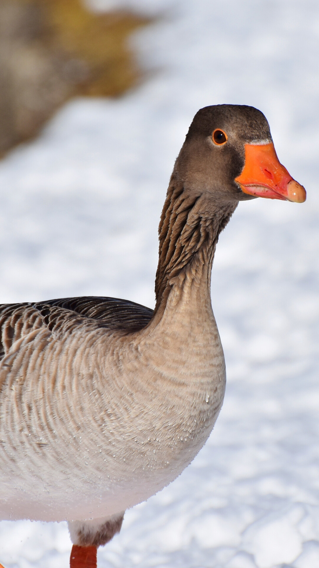 Mallard duck wallpaper, Captivating image, Beautiful water bird, High-quality, 1080x1920 Full HD Phone