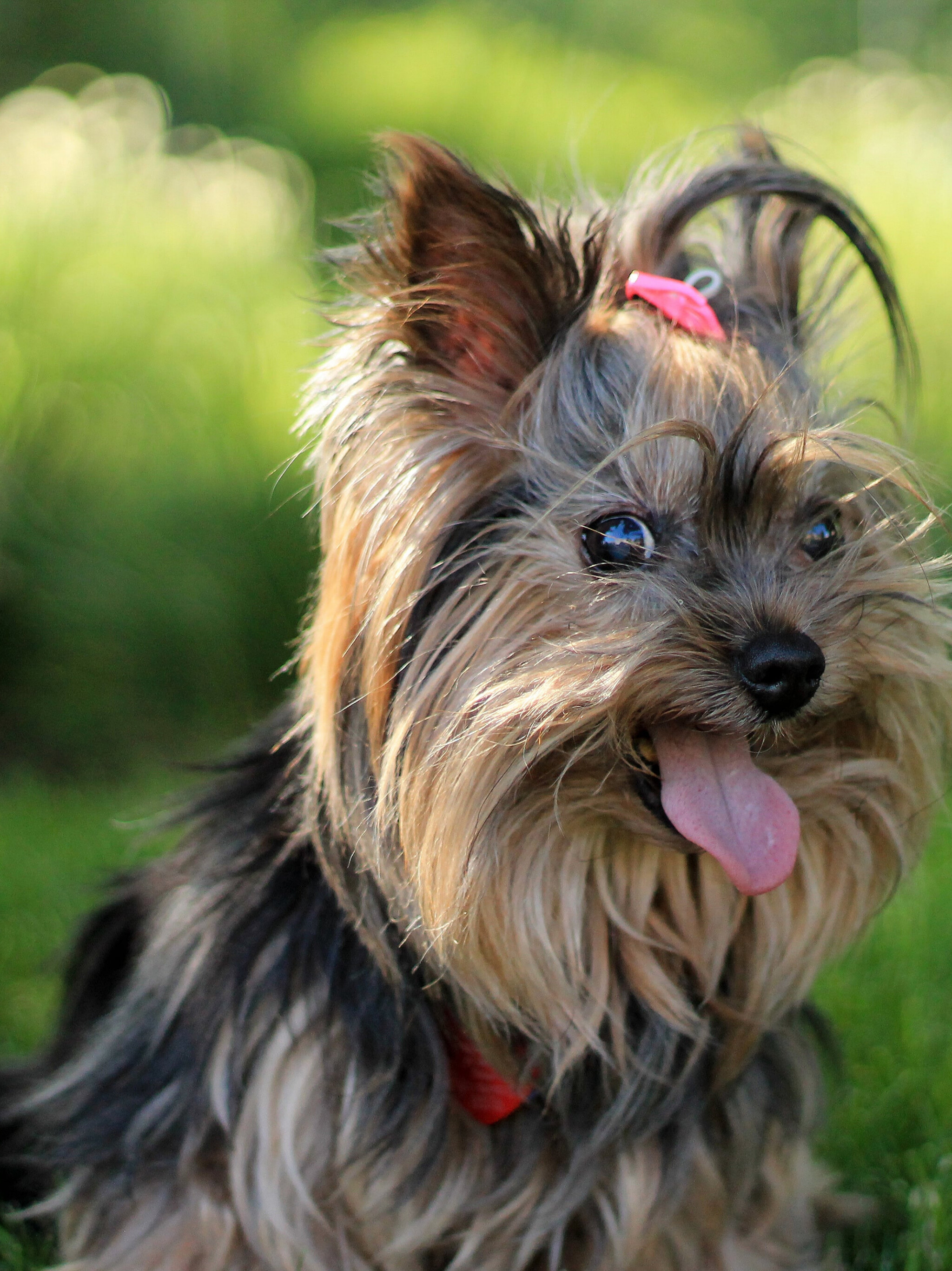 Yorkshire Terrier, Wallpaper, Stmednet, 2050x2740 HD Phone