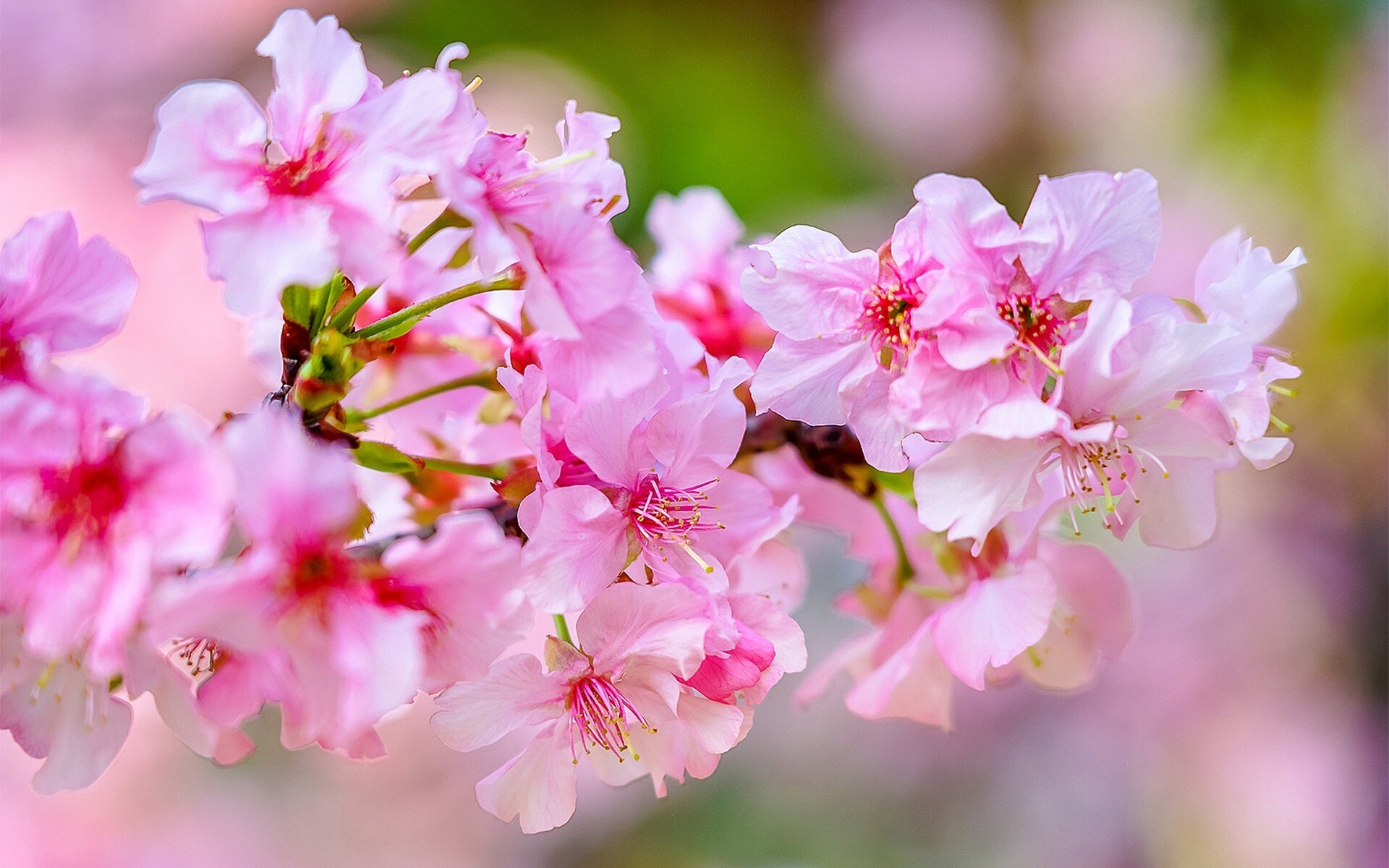 Cherry Blossom, Spring Wallpaper, 1920x1200 HD Desktop