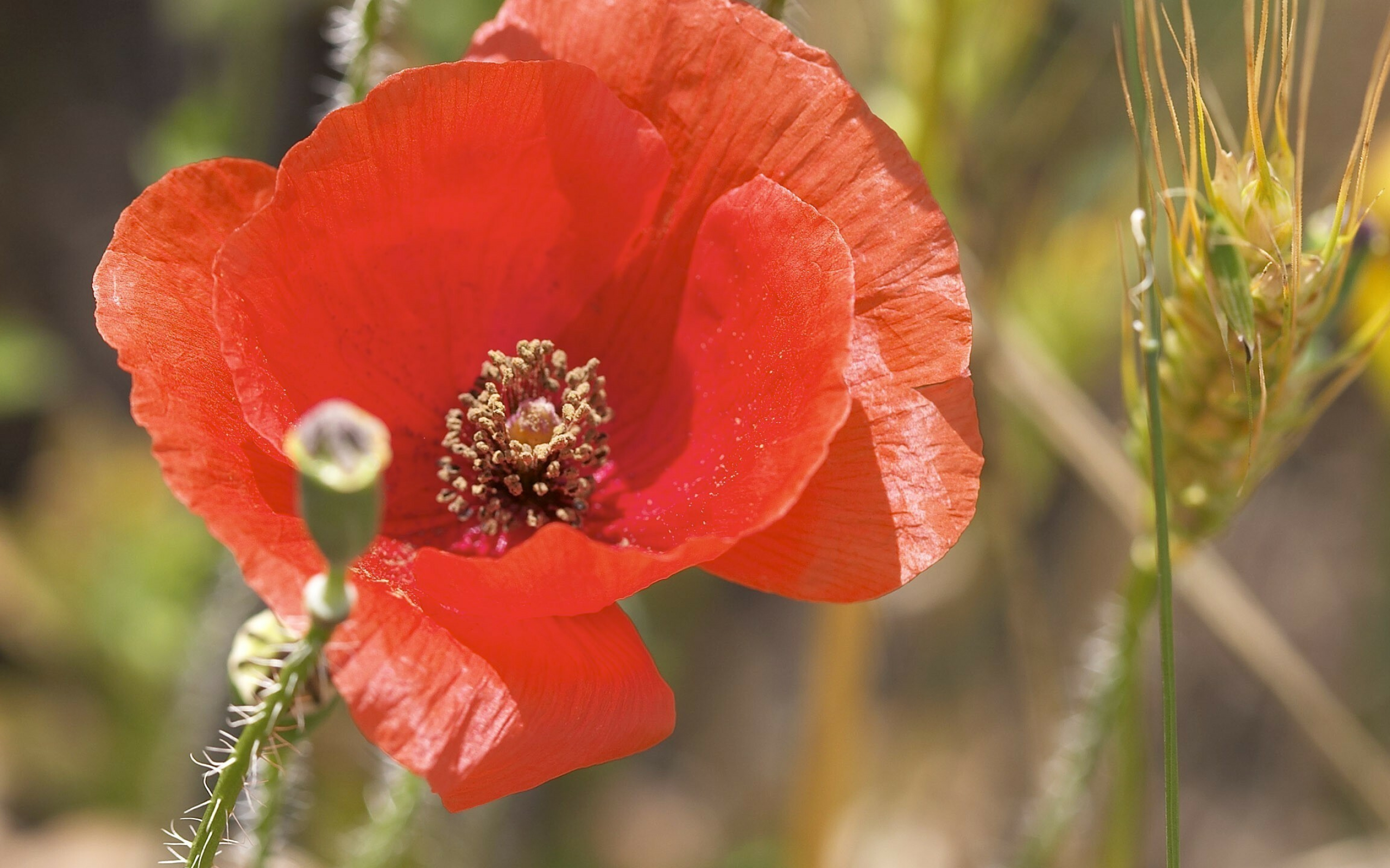 Corn poppy, Poppy Flowers Wallpaper, 2560x1600 HD Desktop