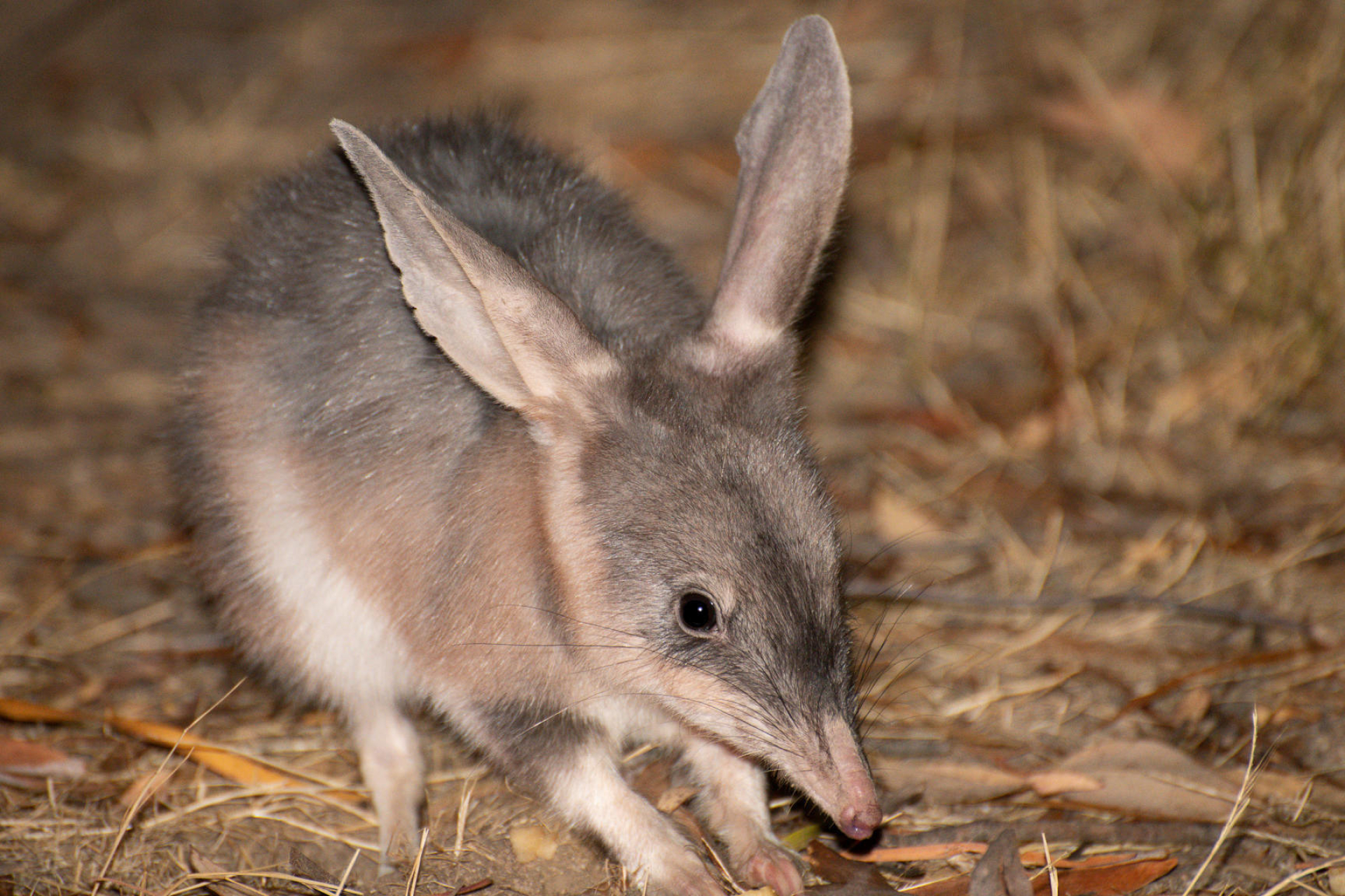 Macrotis (Bilby), Greater bilby habitat, Lagotis species, Inaturalist wildlife, 1920x1280 HD Desktop